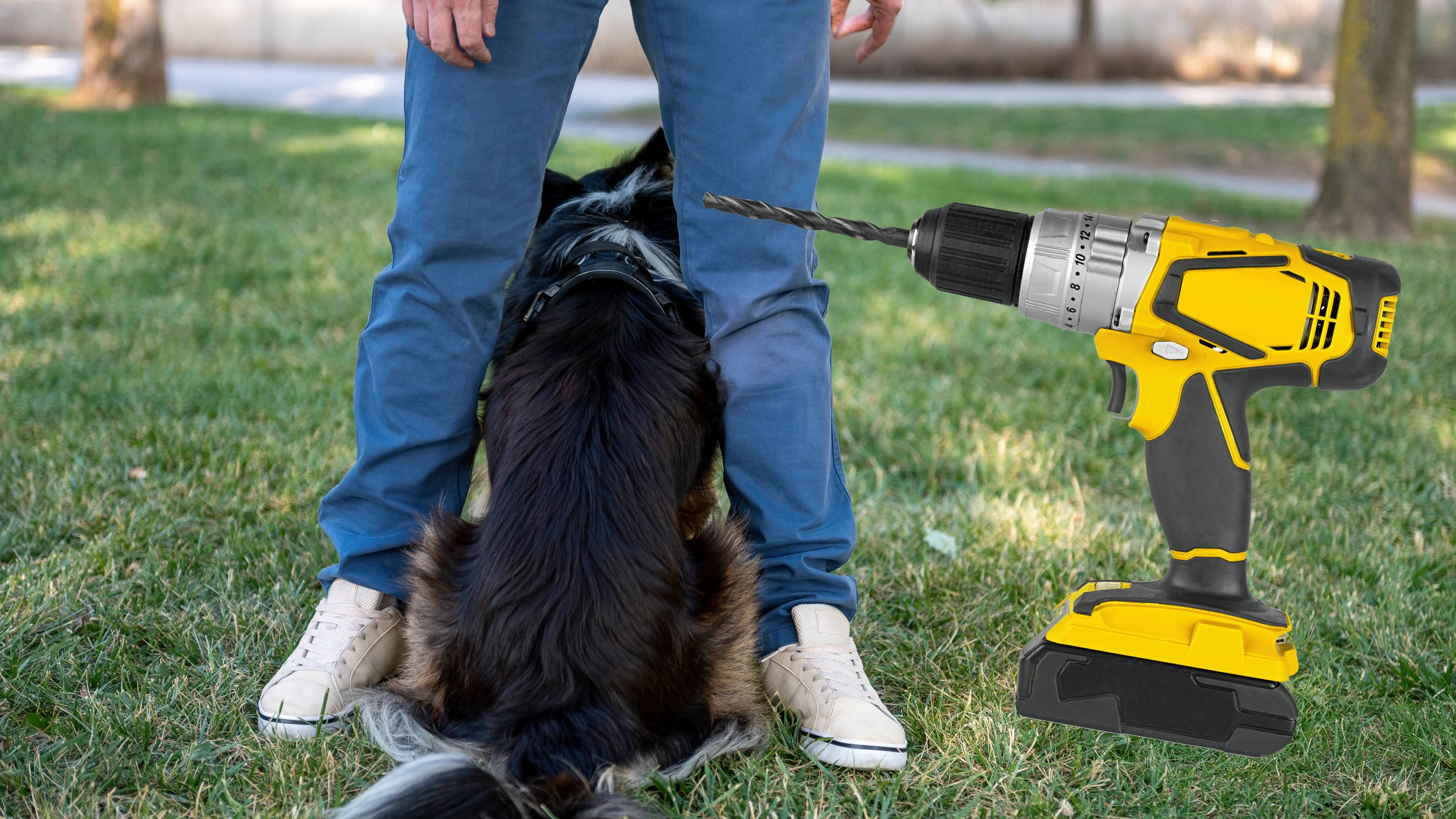 Hund mit Bohrmaschine gequält – Strafe mehr als verdreifacht