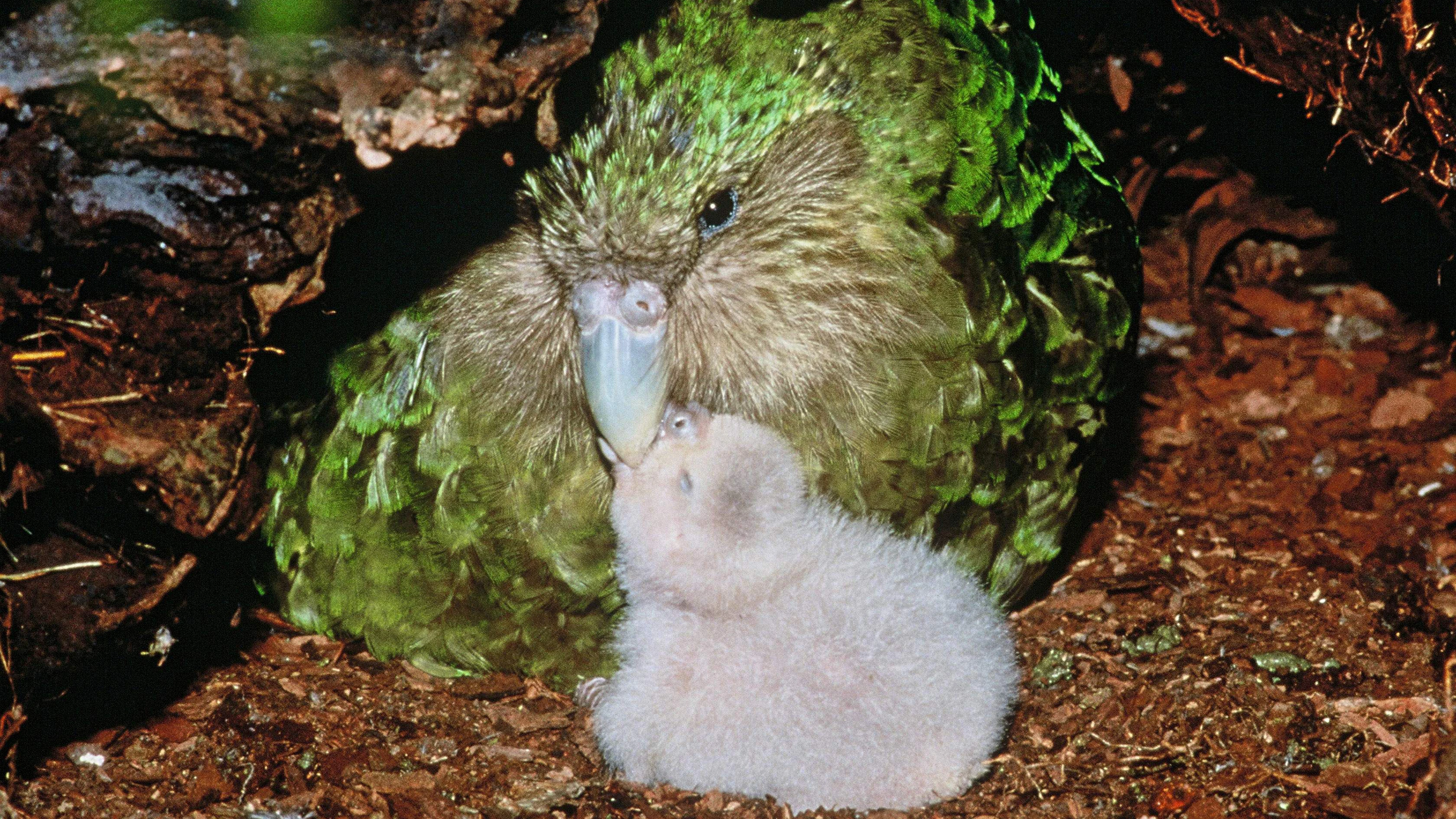 *** HANDOUT *** (FILES) This undated file handout image received on June 20, 2012 from New Zealand's Department of Conservation shows a rare green kakapo parrot and chick on Codfish Island, off the South Island, an offshore sanctuary where the flightless birds have been bred since 1990. .The world's rarest parrot has enjoyed a bumper breeding season in New Zealand, raising hopes it can eventually be reintroduced to its native Fiordland, conservationists said on April 29, 2016. / AFP PHOTO / DEPARTMENT OF CONSERVATION / Don Merton