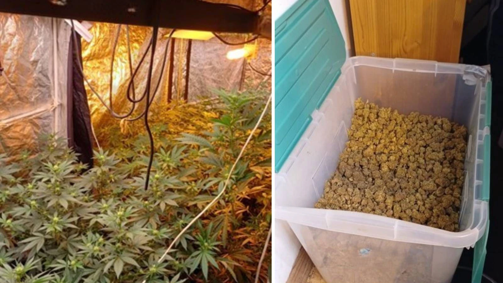 Cannabis-Fund Wien