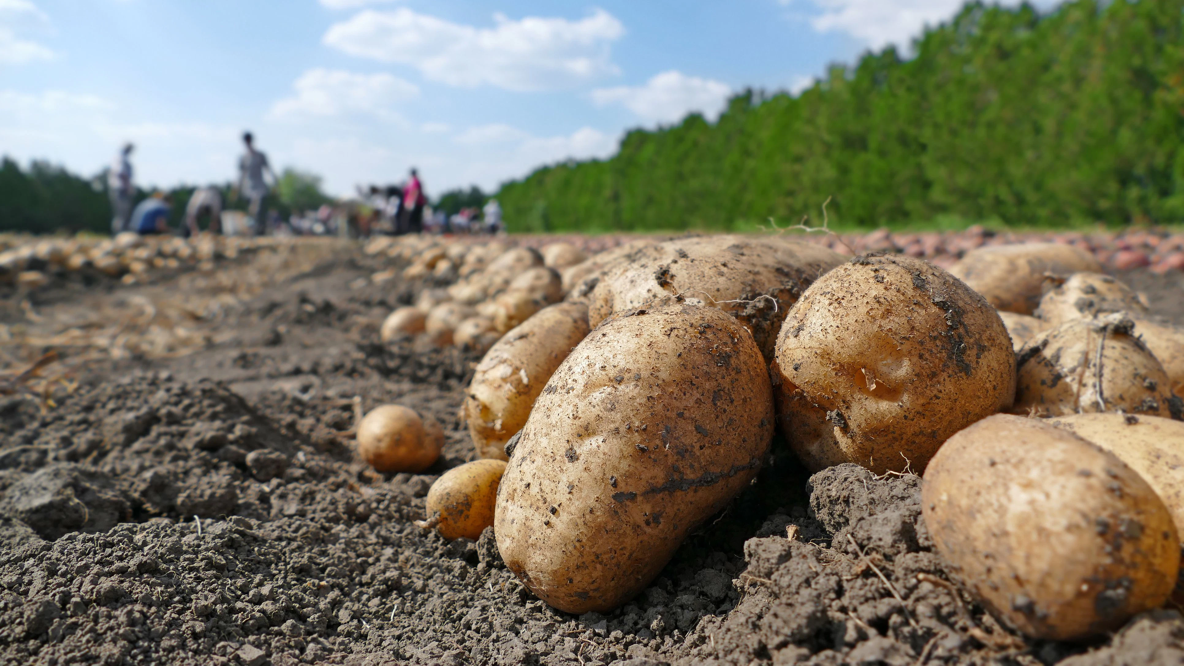 Das sogenannte „Stoppeln“, also das Aufsammeln zurückgebliebener Feldfrüchte nach der Ernte, hat eine lange Tradition.
