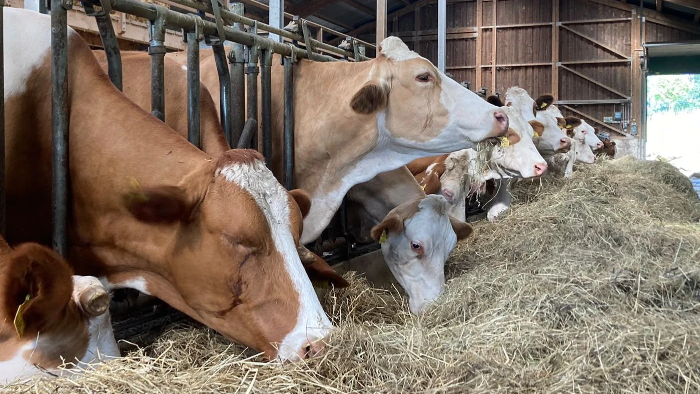 Wegen des gestiegenen Heu-Preises kann sich der Landwirt das Durchfüttern aller seiner Milchkühe über den Winter nicht mehr leisten.
