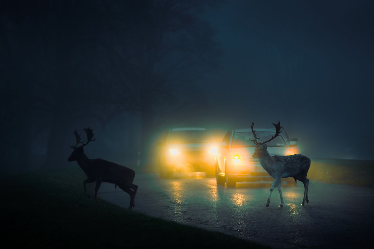 Heute.at - Auf Straße gelaufen! Autofahrerin kollidiert mit Hirsch