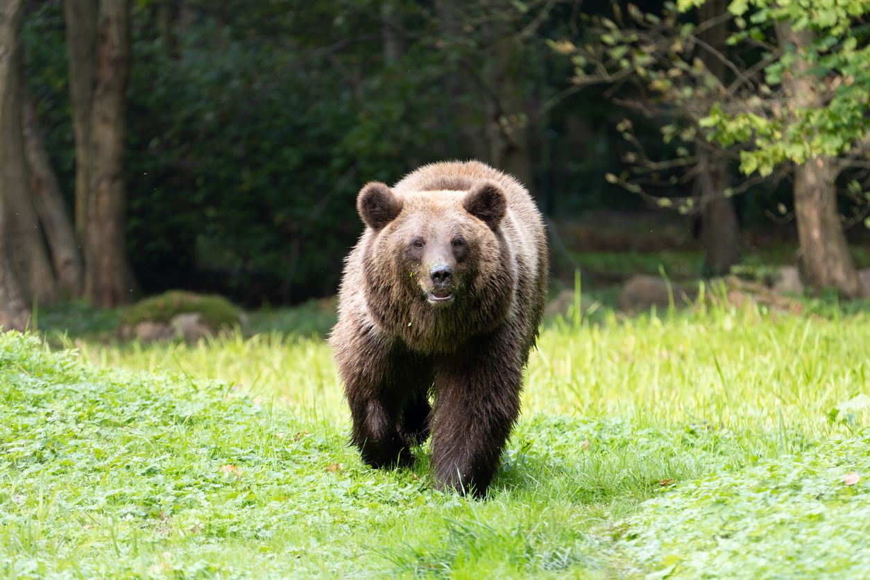 Der Braunbär verschwand wieder im Wald. (Symbolbild)