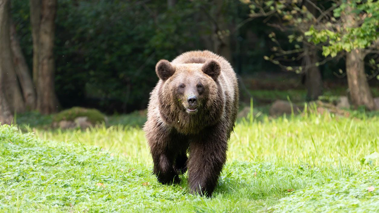 Heute.at - Haben geschrien! Braunbär überrascht Jäger im Gailtal