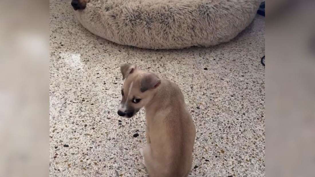 Heute.at - Welpe will kuscheln – dann schmelzen unzählige Herzen