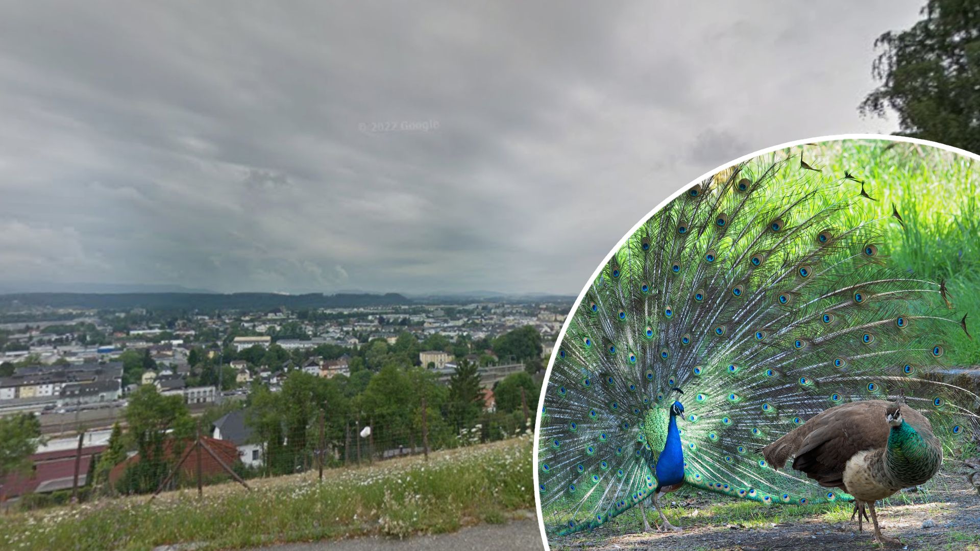 Heute.at - Rauft mit Katzen: Pfau streift seit Monaten durch Ort