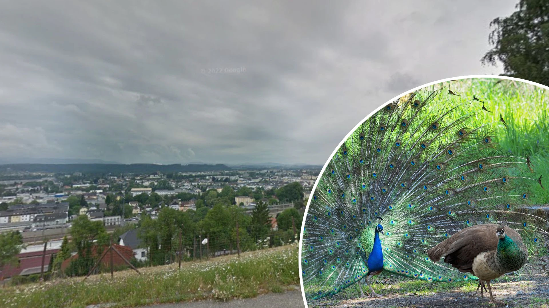 Ein weiblicher Pfau (nicht zu verwechseln mit dem farbenfrohen männlichen Gegenpart) streift seit Monaten u.a. durch Freileiten. (Symbolbild)