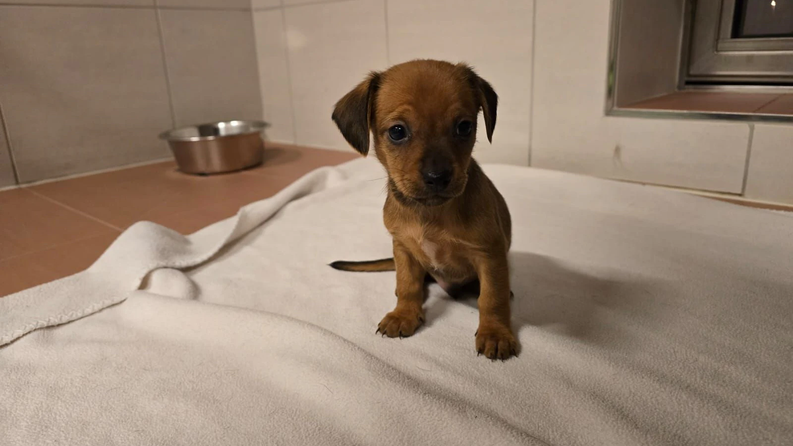 Keine Hunde unüberlegt aus dem Ausland mitnehmen
