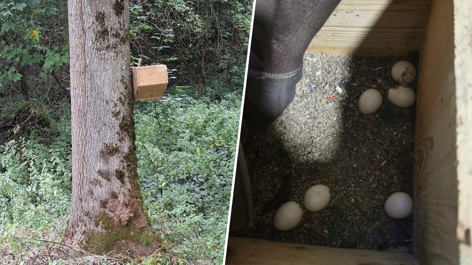 Auch ein Gelege wurde einfach auf einen Baum gehängt.