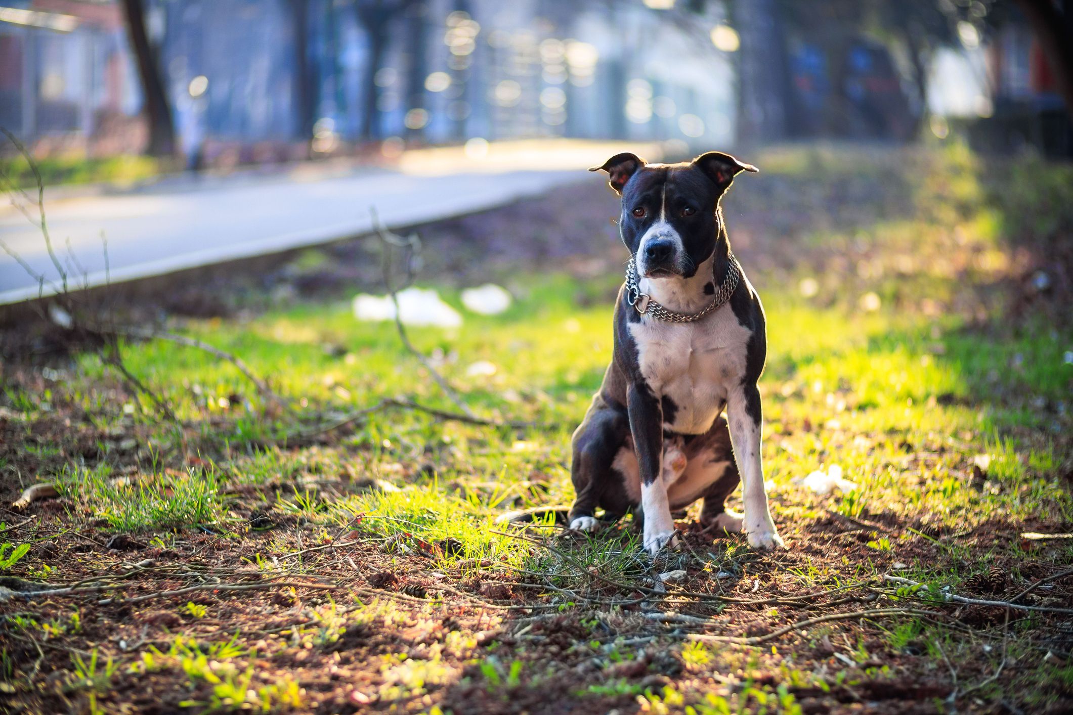 Ein Staffordshire Terrier attackierte den Hund des Siebenjährigen. (Symbolbild)
