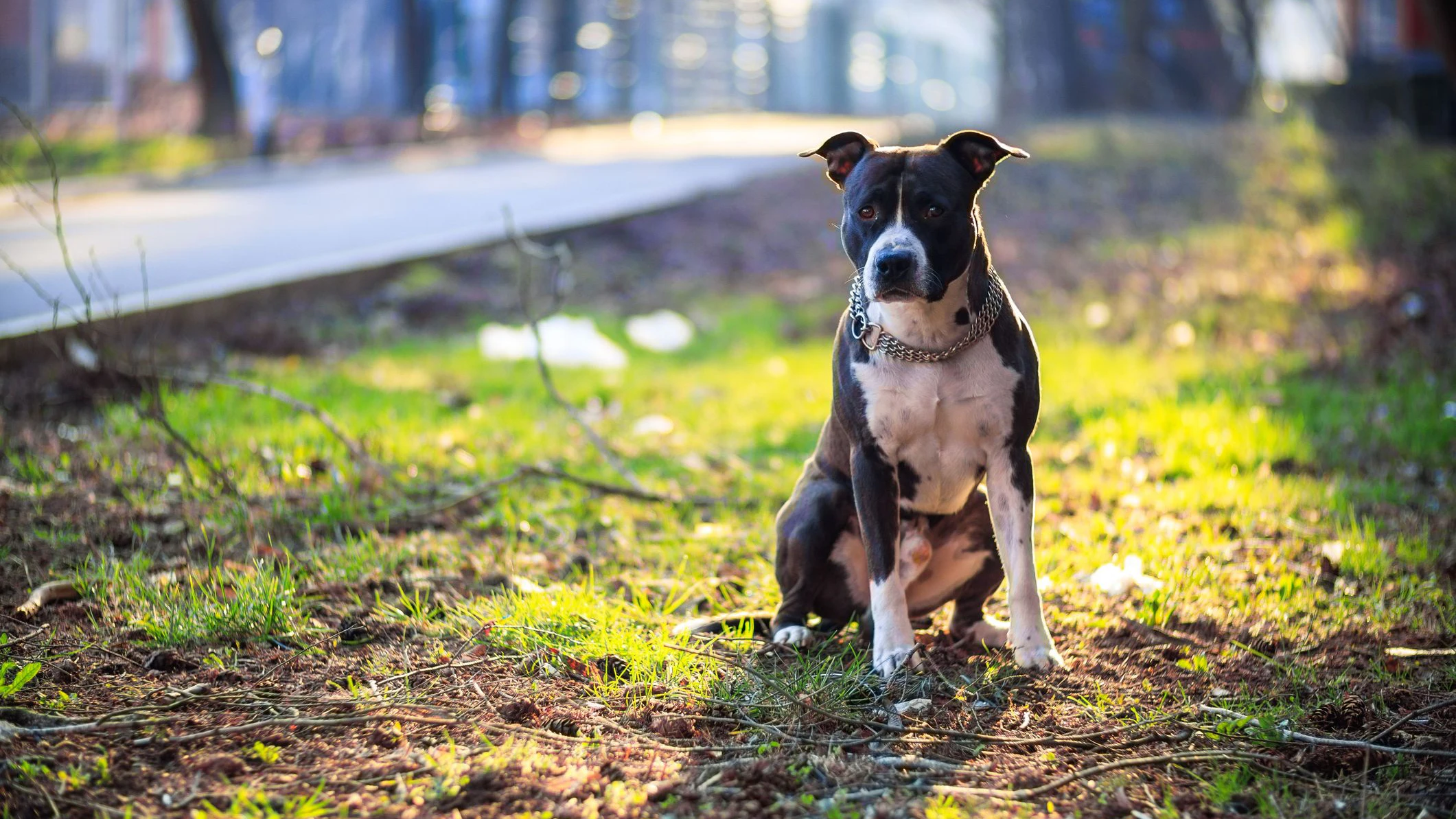Heute.at - Schock für Bub (7) – Hund vor seinen Augen totgebissen
