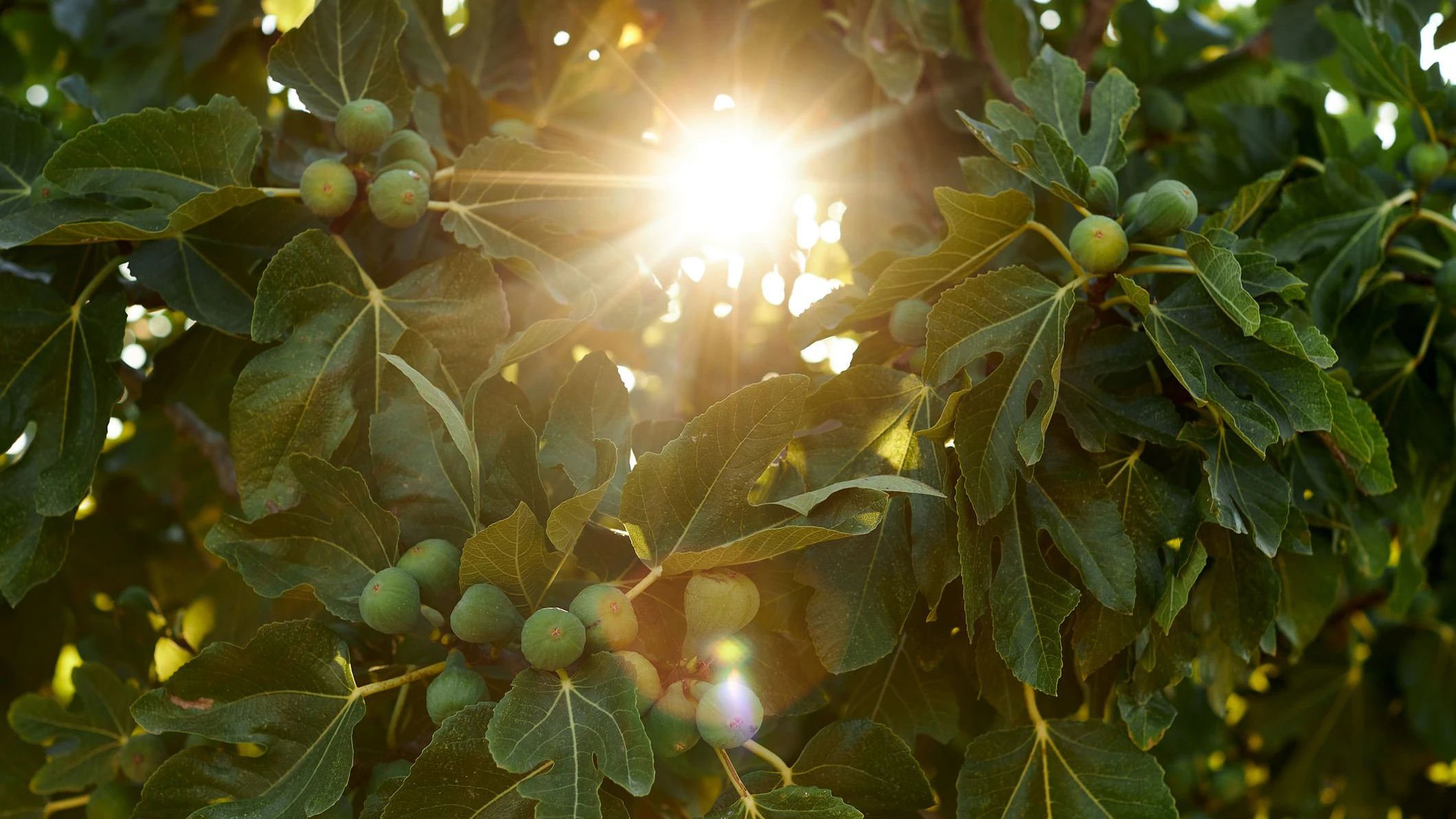 Backgrounds of flowers, blossoms, grass and leaves with copy space, photographed in full format in high resolution and color