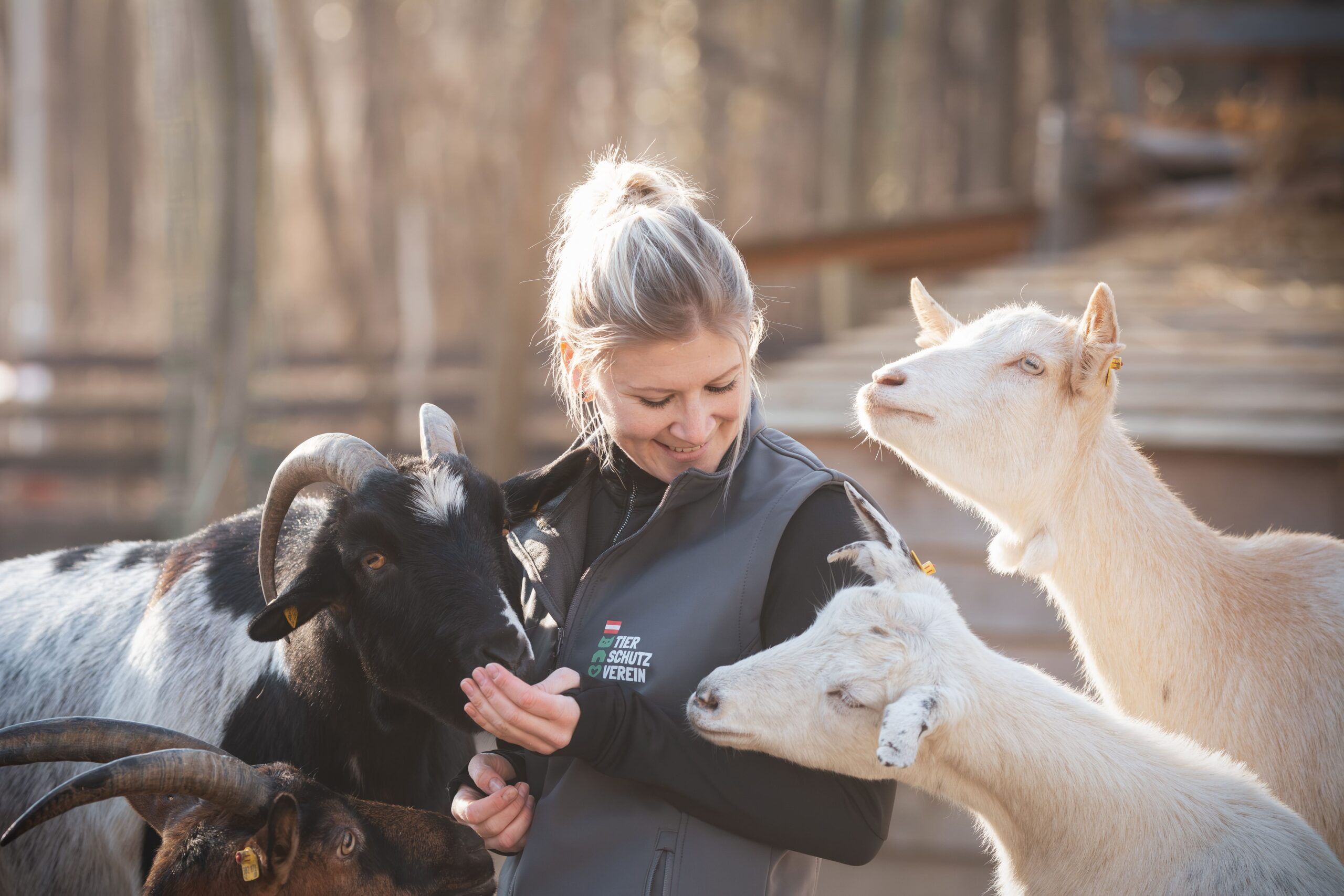 Heute.at - 80 Tiere warten beim großen Hoffest auf Besucher