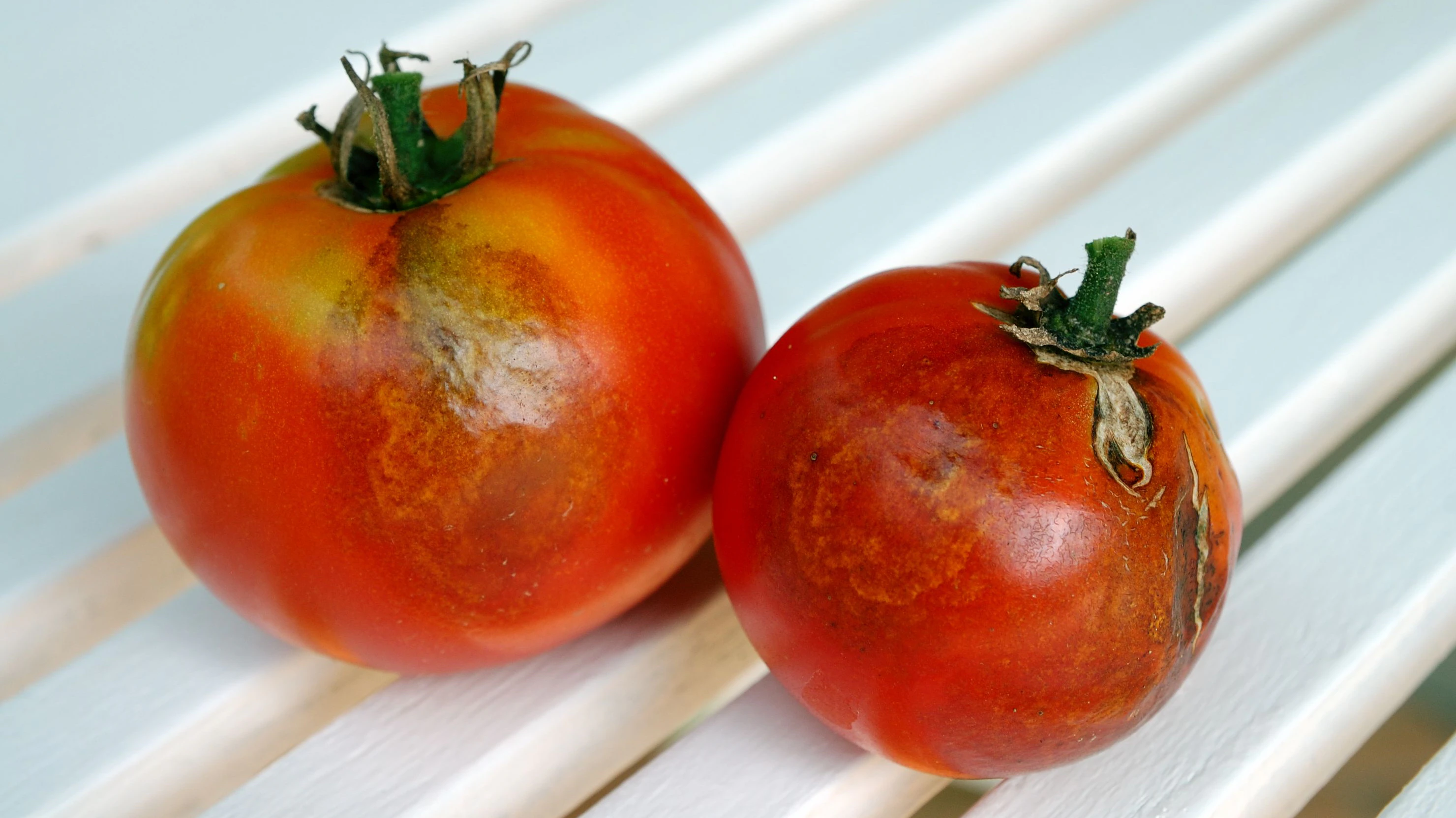 Tomaten mit Flecken