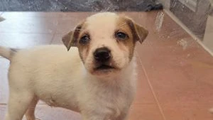 Veterinäramt warnt: Keine Hunde unüberlegt aus dem Ausland mitnehmen