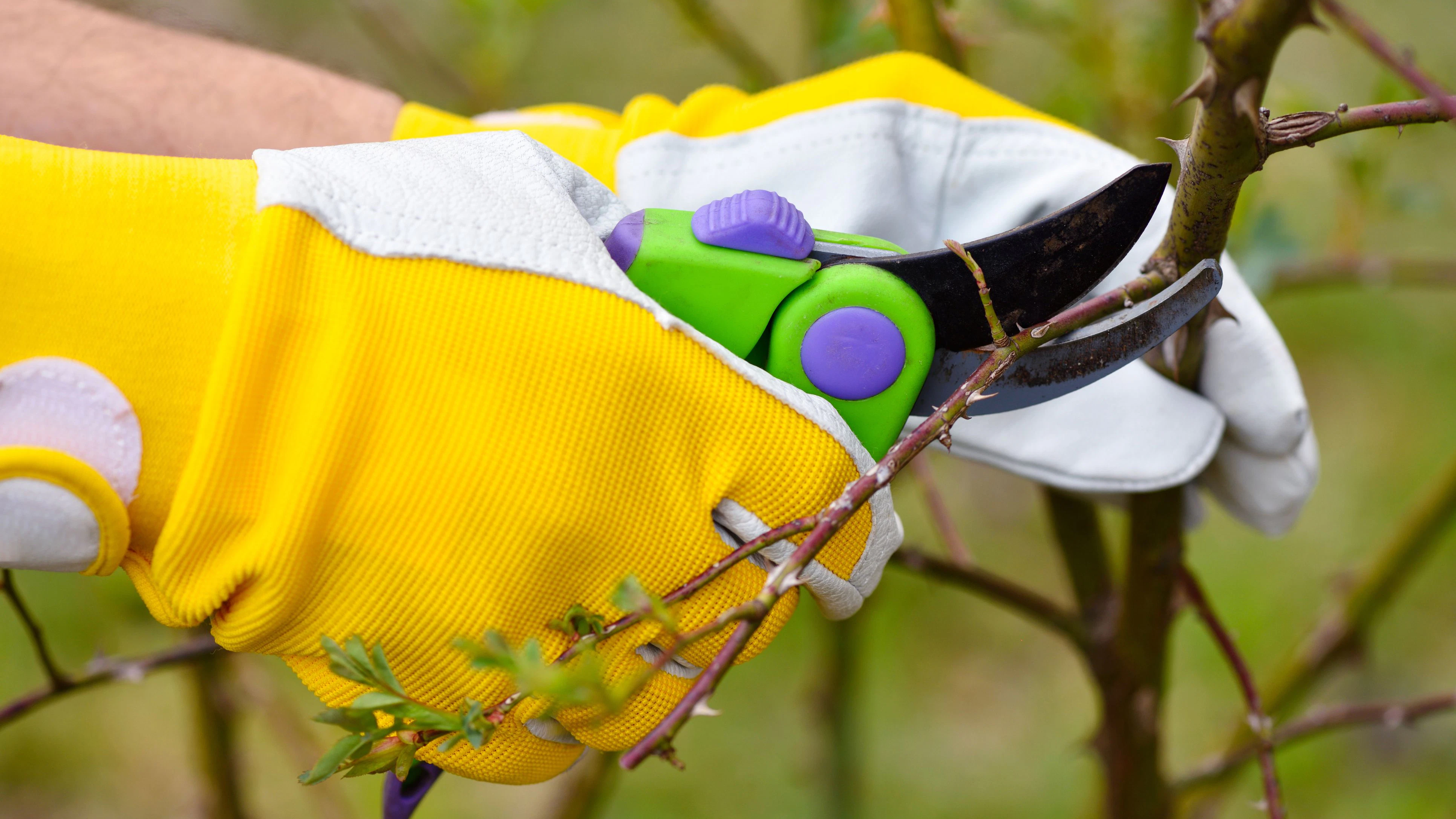Spring pruning roses in the garden, gardener's hands with secateur