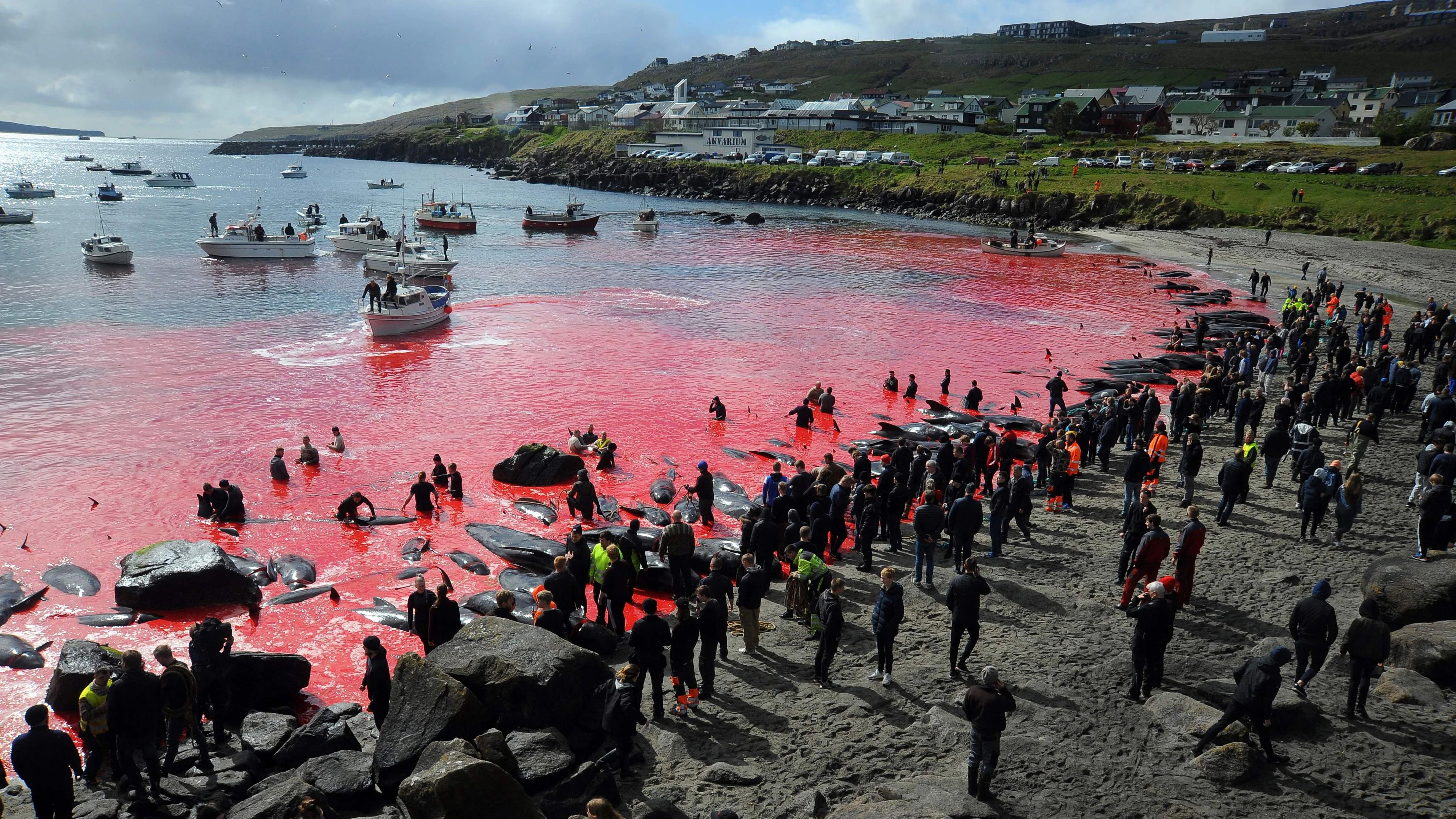 (FILES) In this file photo taken on May 29, 2019 People gather in front of the sea, coloured red, during a pilot whale hunt in Torshavn, Faroe Islands. - The Faroe Islands, a Danish autonomous territory, said on February 15, 2022 it had begun discussions about the future of its controversial dolphin hunt, with a decision expected in the coming weeks. (Photo by Andrija ILIC / AFP)