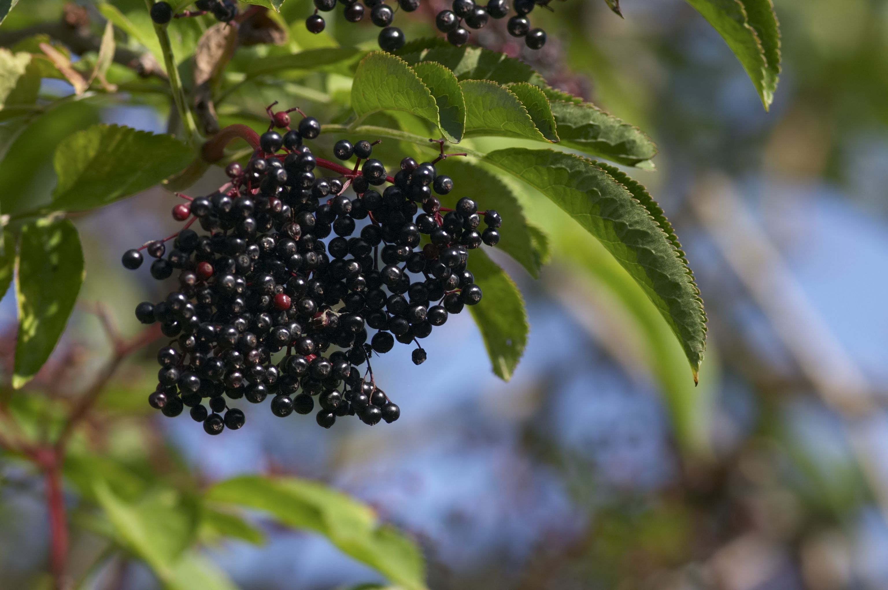 Holunderbeeren haben jetzt Hochsaison.