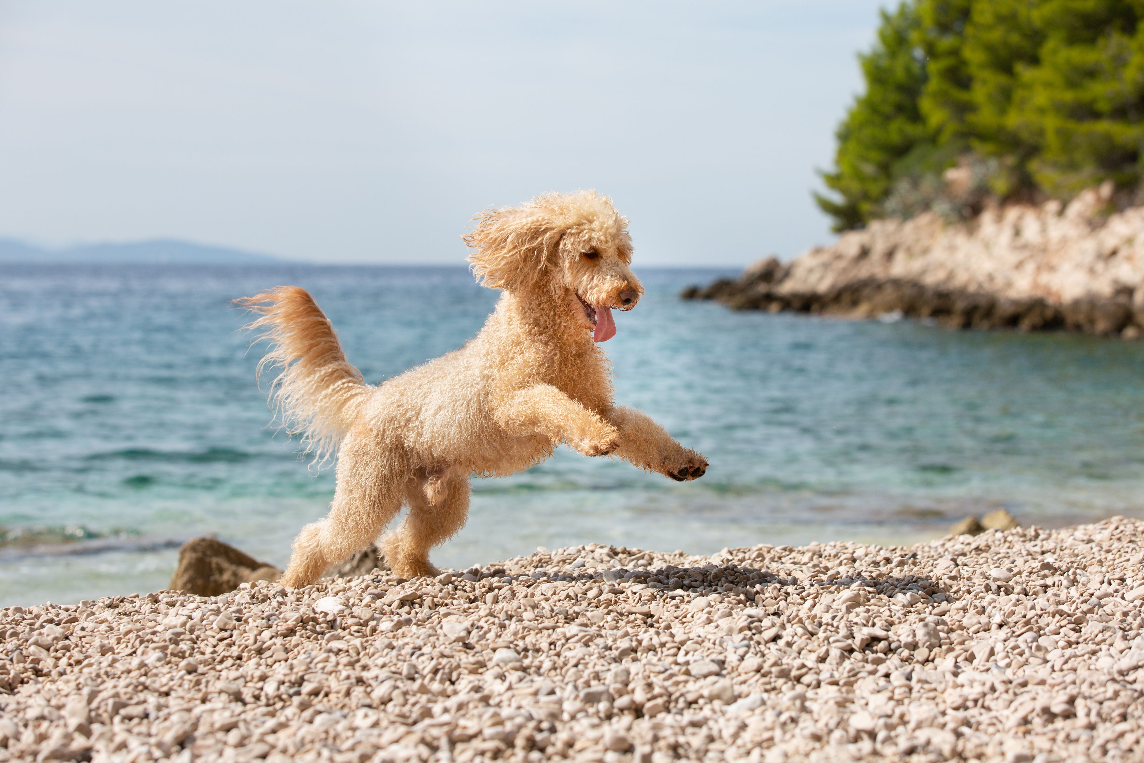 Heute.at - Mit Hund nach Kroatien: Diese Gefahr solltest du kennen