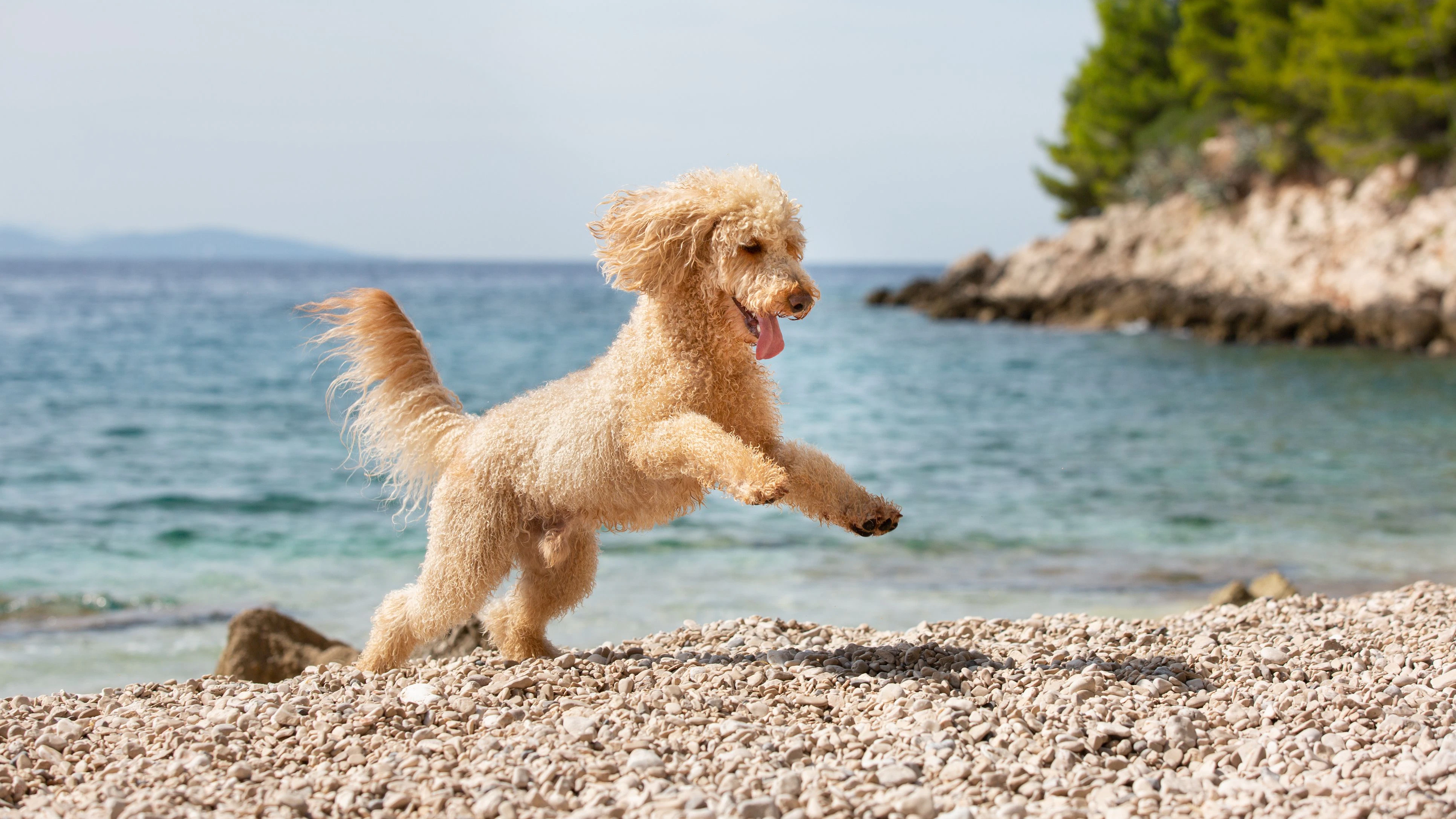 A happy dog running and jumping joyfully on the beach on a sunny summer day, Bol, Island Brac, Croatia