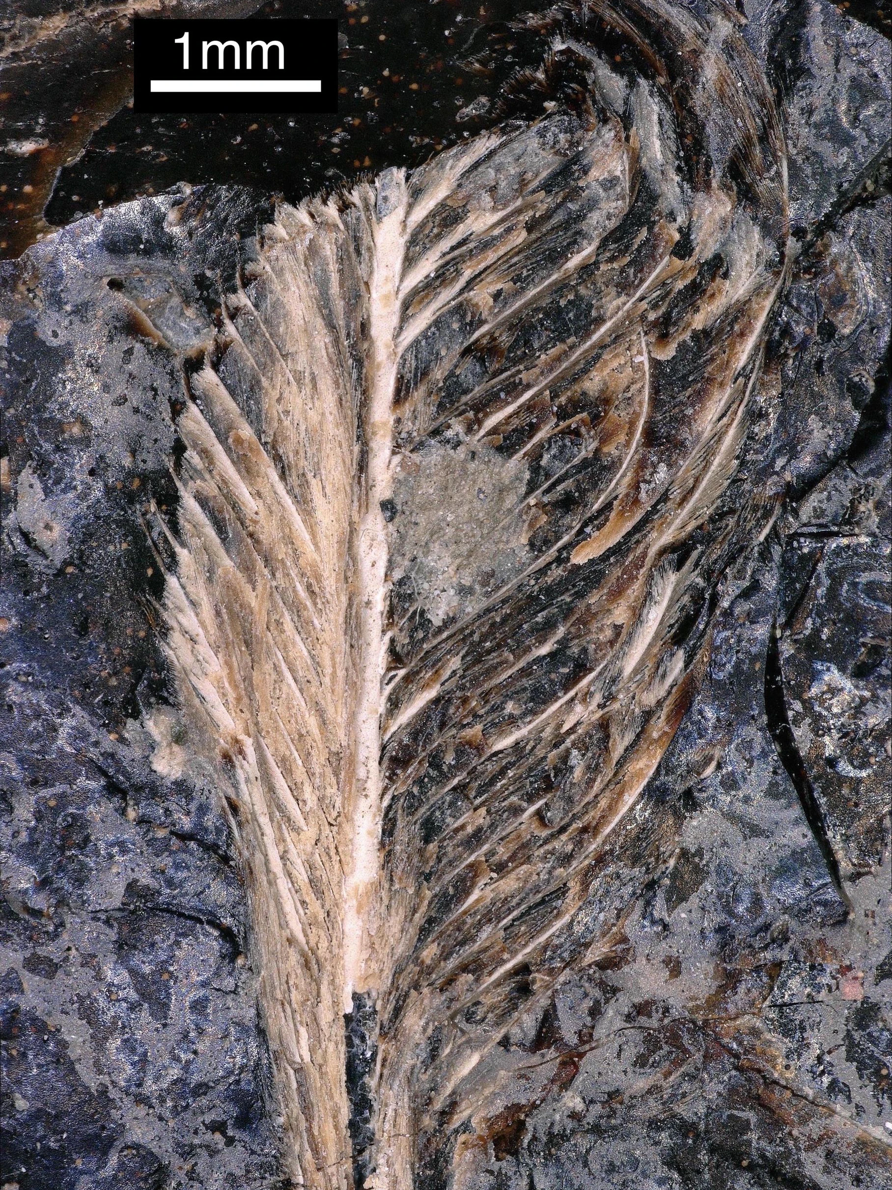 Die in Dinosaurierkot erhaltene fossile Feder