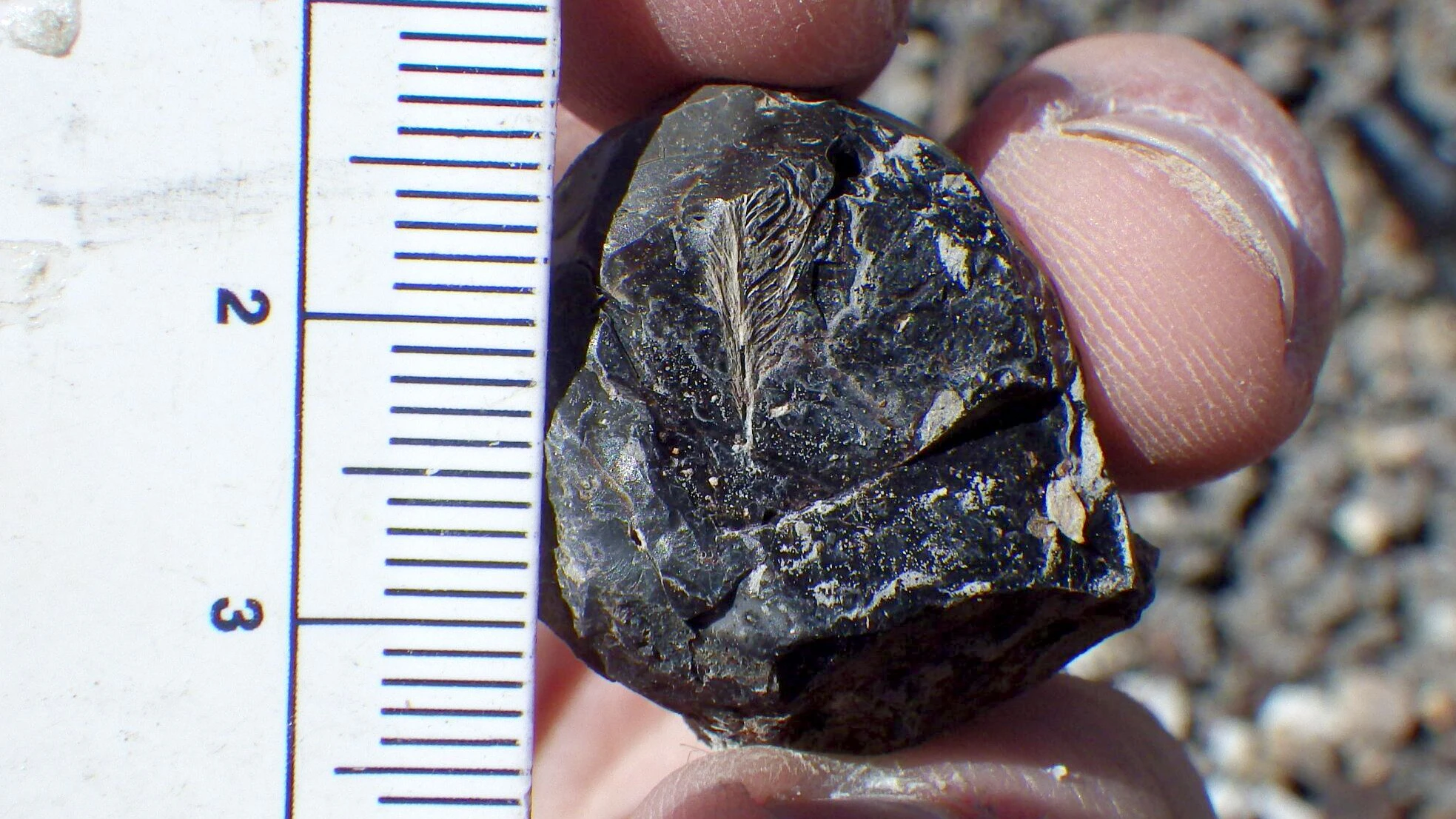 David DeMar Jr. hält die freigelegte fossile Feder in dem Koprolithenfragment am Tag ihrer Entdeckung im Jahr 2016 in der Hand