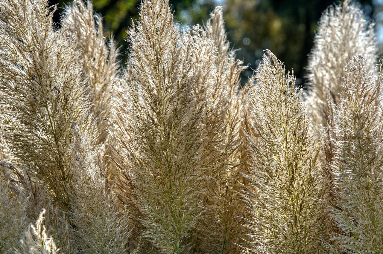 Ziergras im Herbst