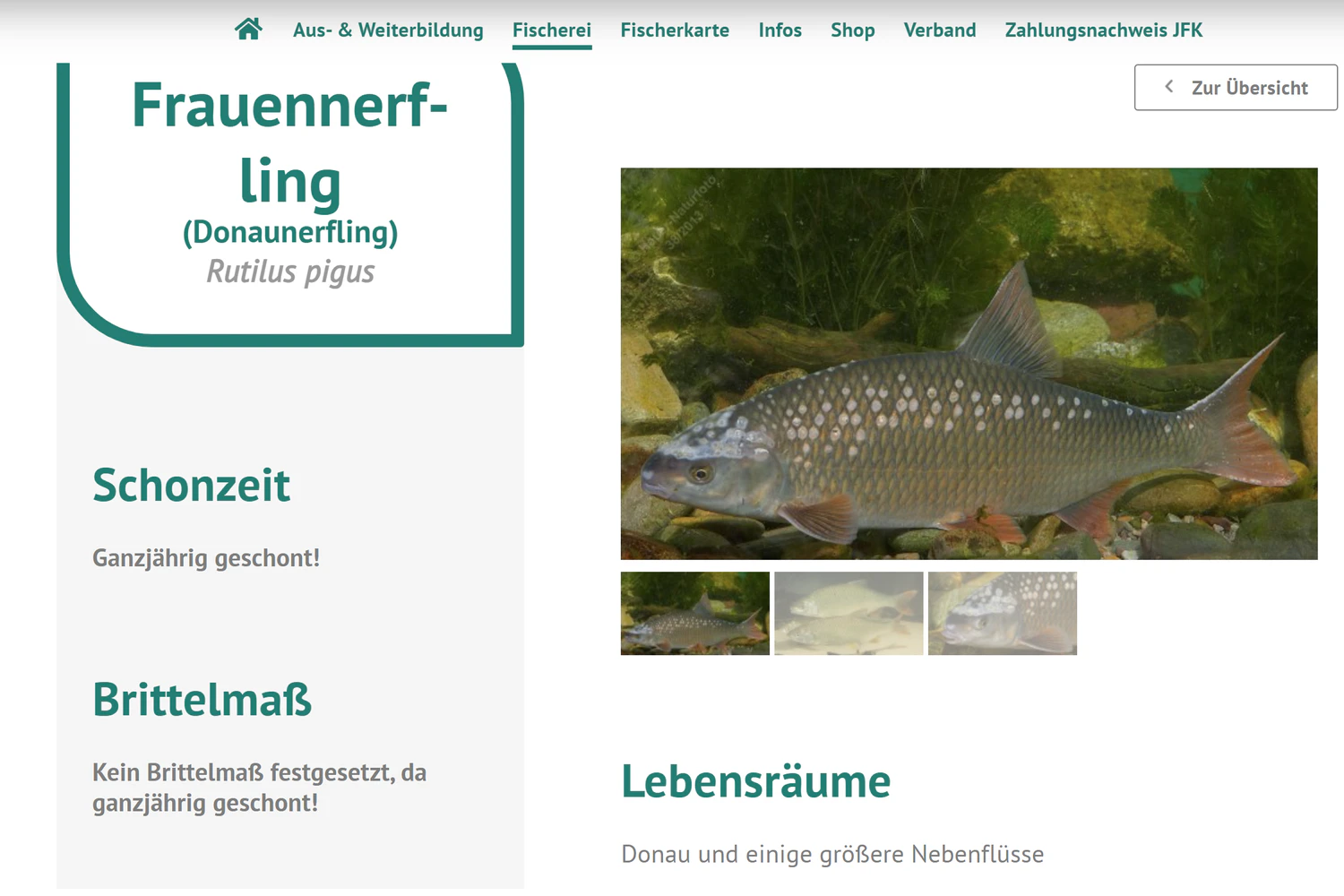 Der Frauennerfling aus Sicht des Oberösterreichischen Fischereiverbandes: ganzjährig geschont. Das sehen auch die anderen Fischereiverände des Landes so