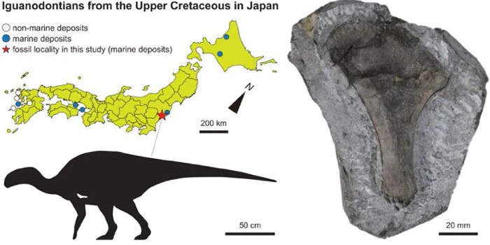Karte der Fundstelle in Fukushima mit Silhouette des etwa drei Meter langen Iguanodontiers und dem rund 10,8 Zentimeter langen Fragment seiner rechten Brustbeinplatte.