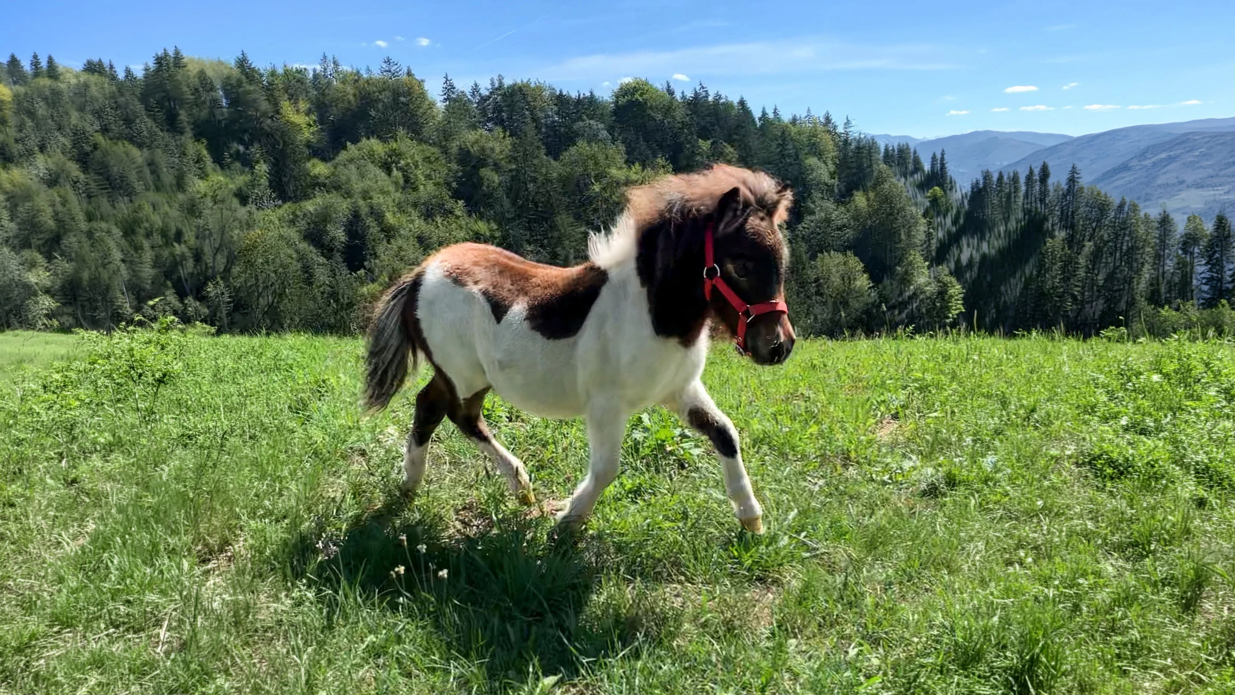 Gestatten? Shetland-Pony Kaiser Franz Joseph kommt für den guten Zweck unter den Hammer. 