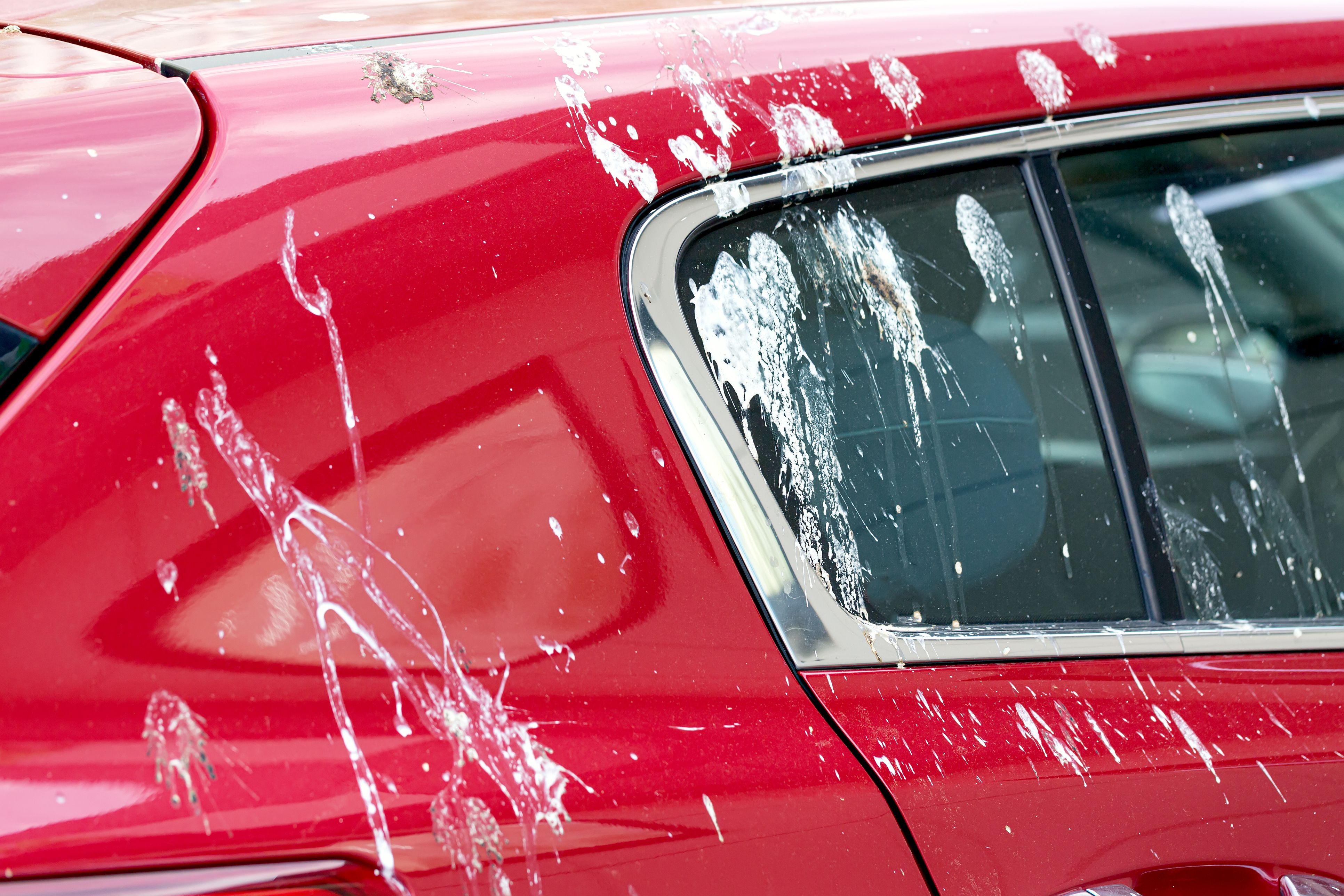 Heute.at - Vogelkot am Auto? Darum solltest du sofort reagieren