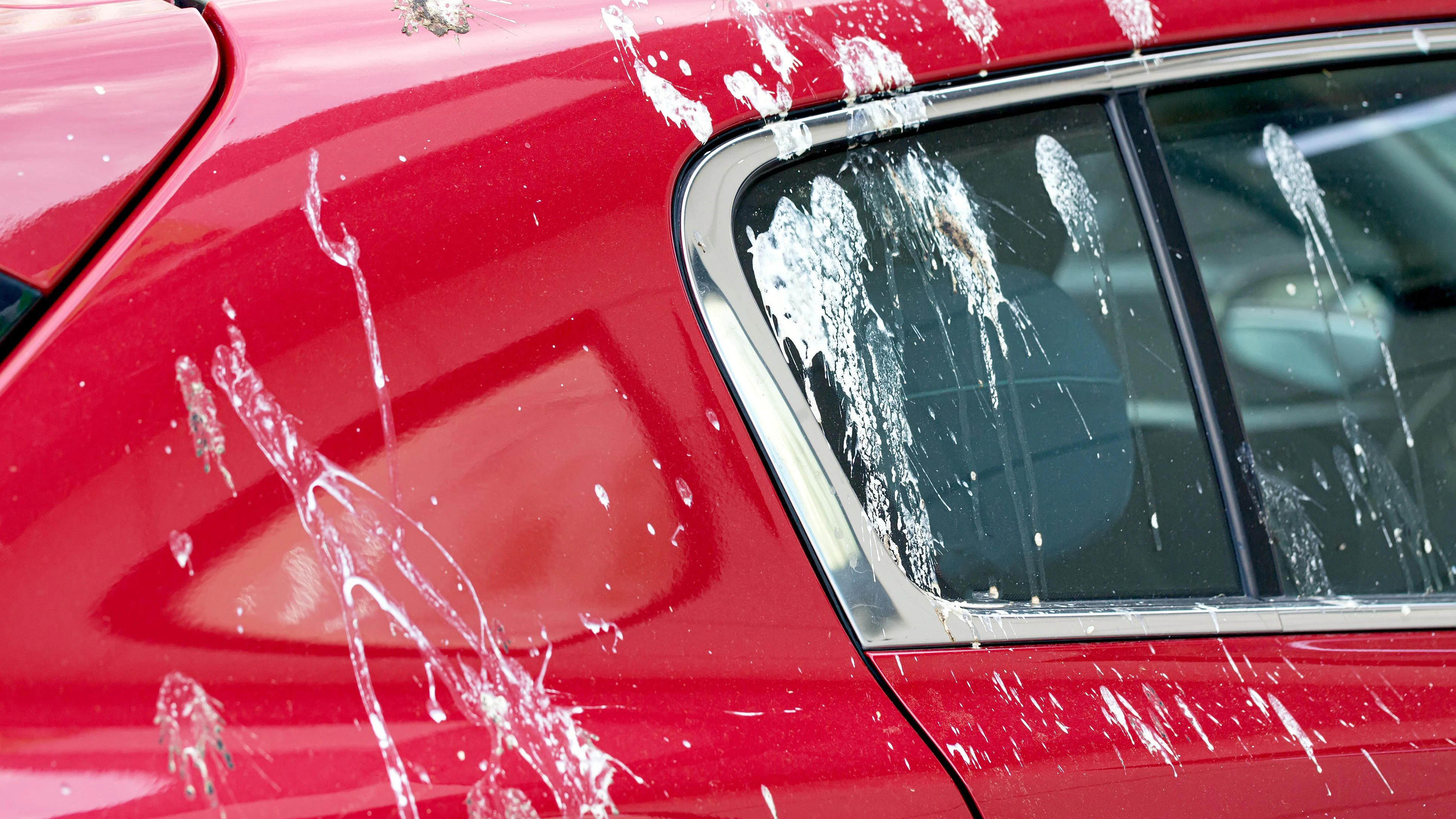 Heute.at - Vogelkot am Auto? Darum solltest du sofort reagieren