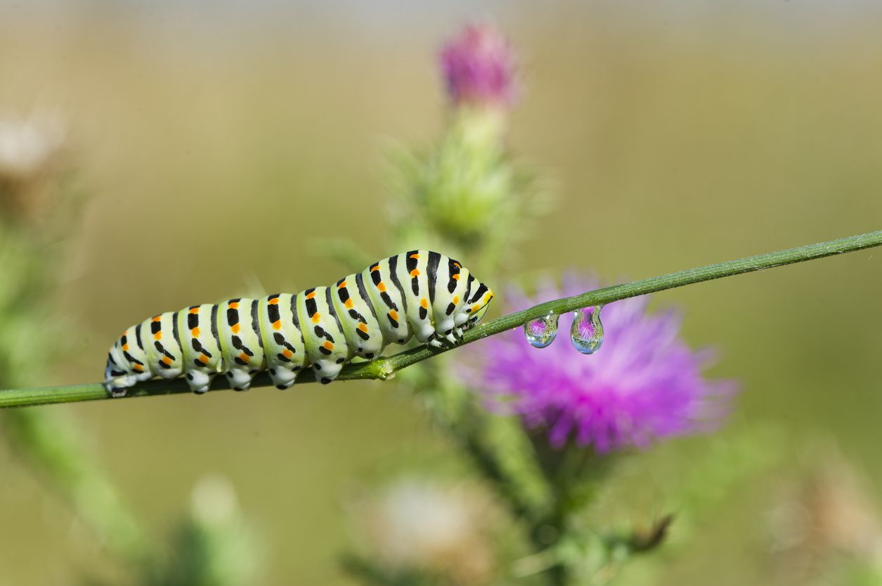 Swallowtail caterpillar