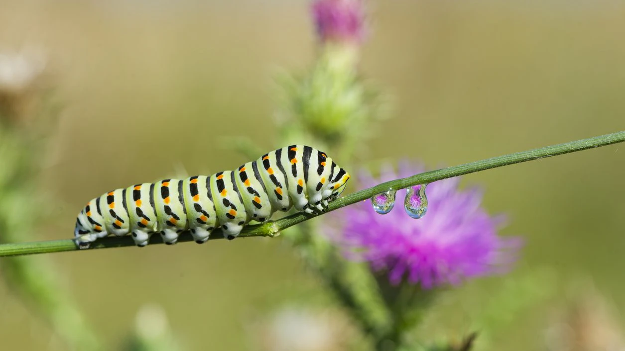 Swallowtail caterpillar