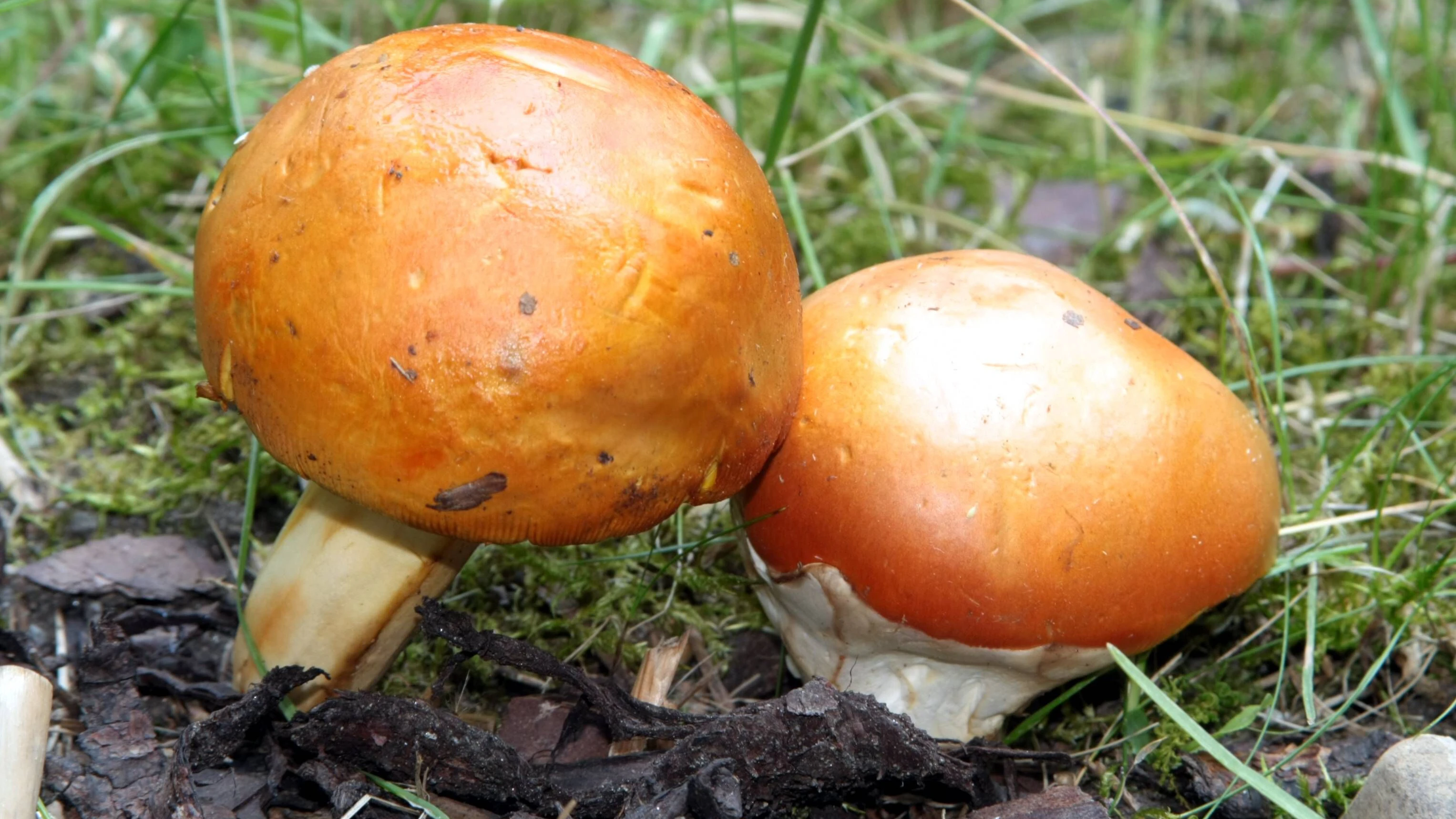 Heute.at - Wer diese Pilze sammelt, sammelt auch Tausende € Strafe