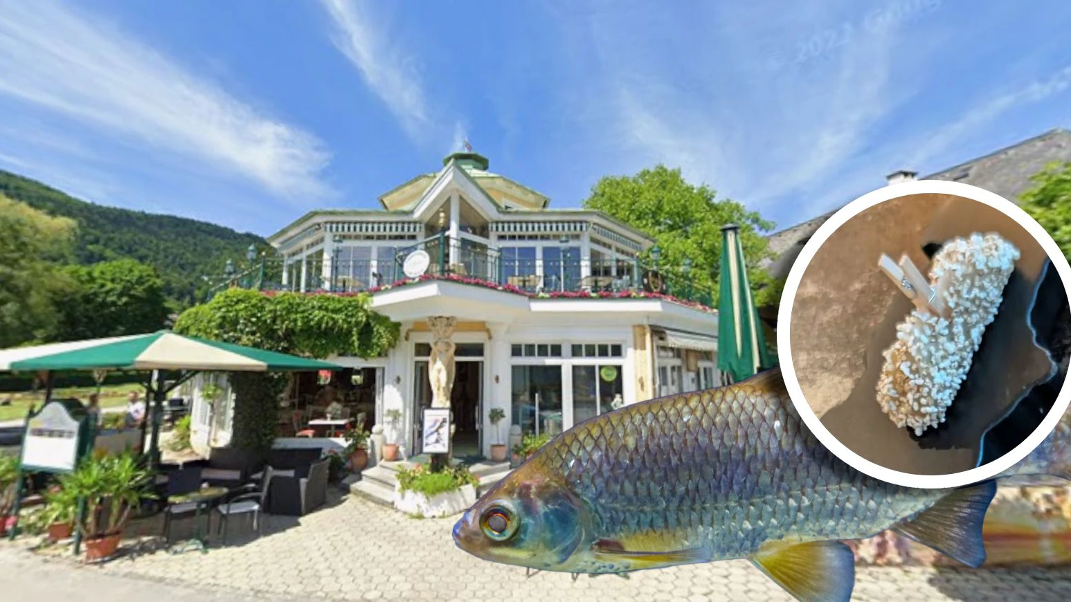 Heute.at - Gourmet-Lokal tischte streng geschützten Fisch auf