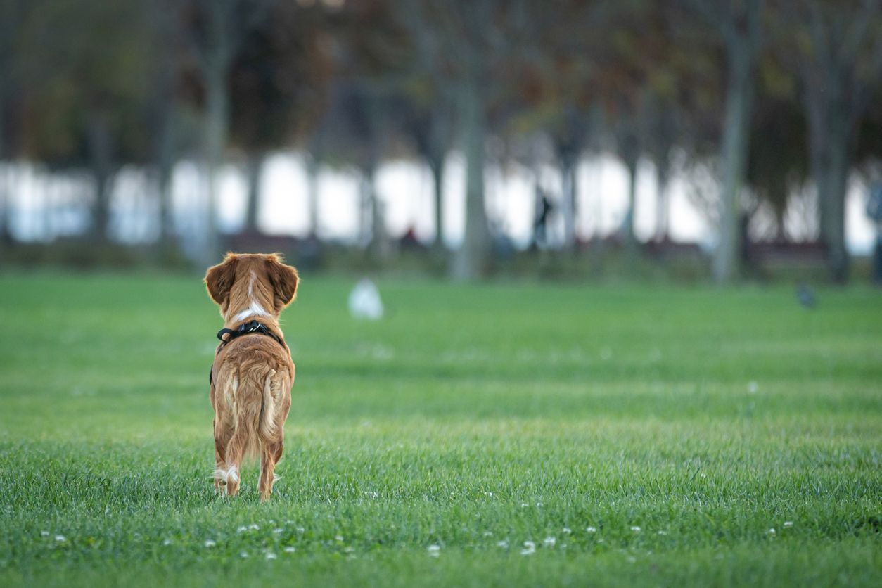 Heute.at - Diese drei Kommandos können Hunde retten
