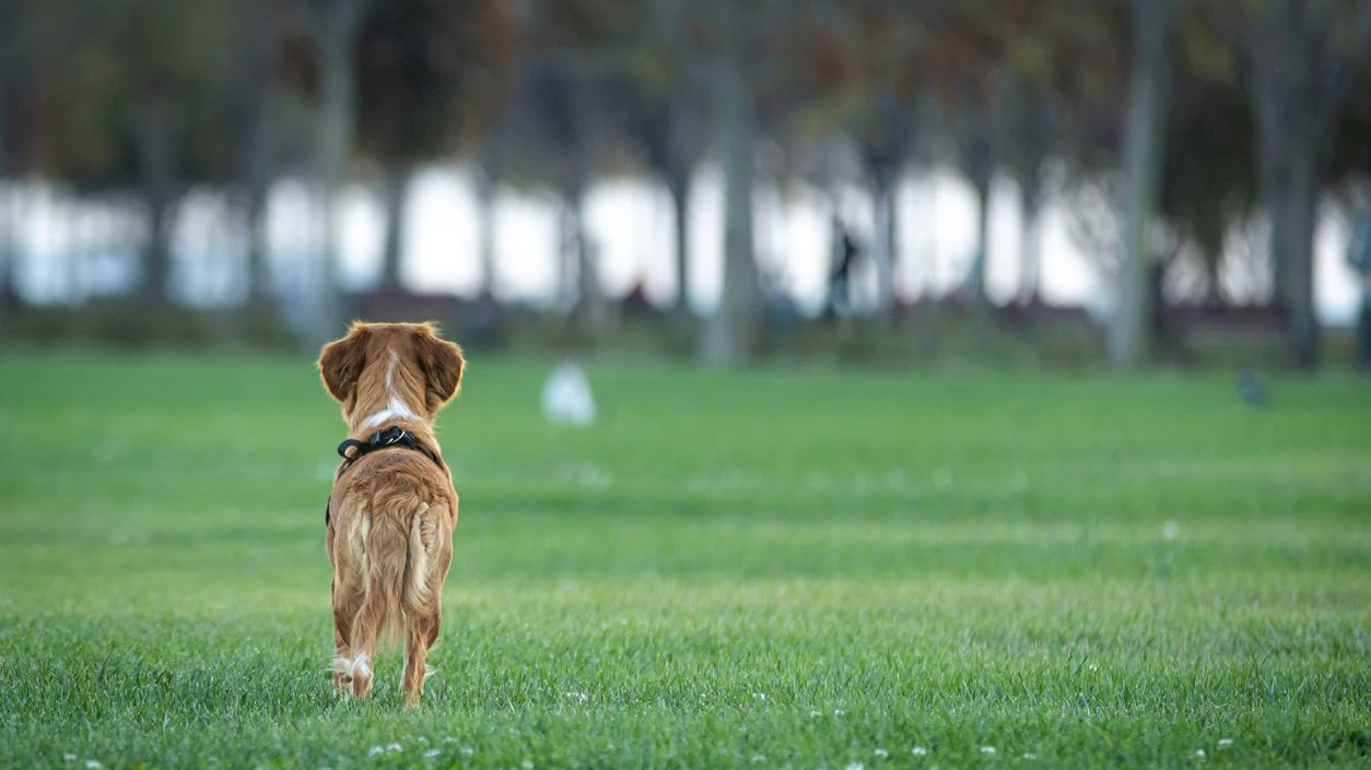 Ganz viele Hunde sind wahre Trick-Könige, haben im Alltag aber Schwierigkeiten. 