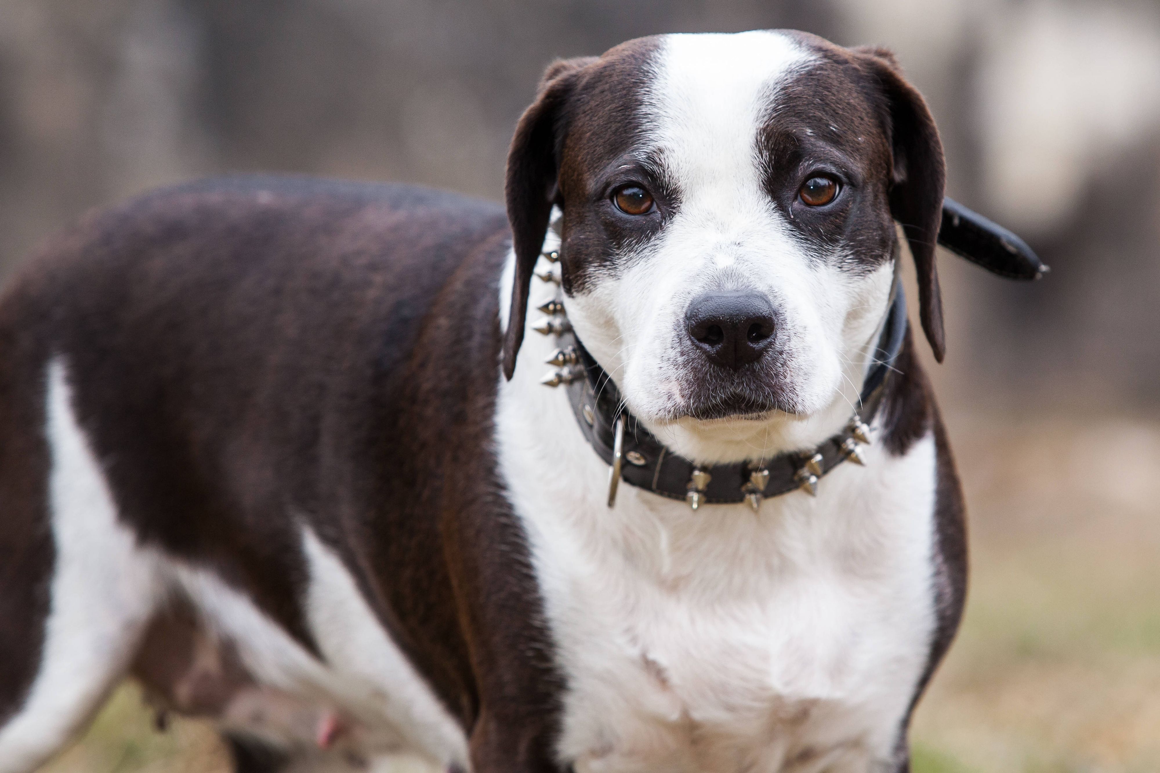 Bullterrier werden in vielen Regionen offiziell als Listenhunde (bzw. „potenziell gefährliche Hunde“) geführt.
