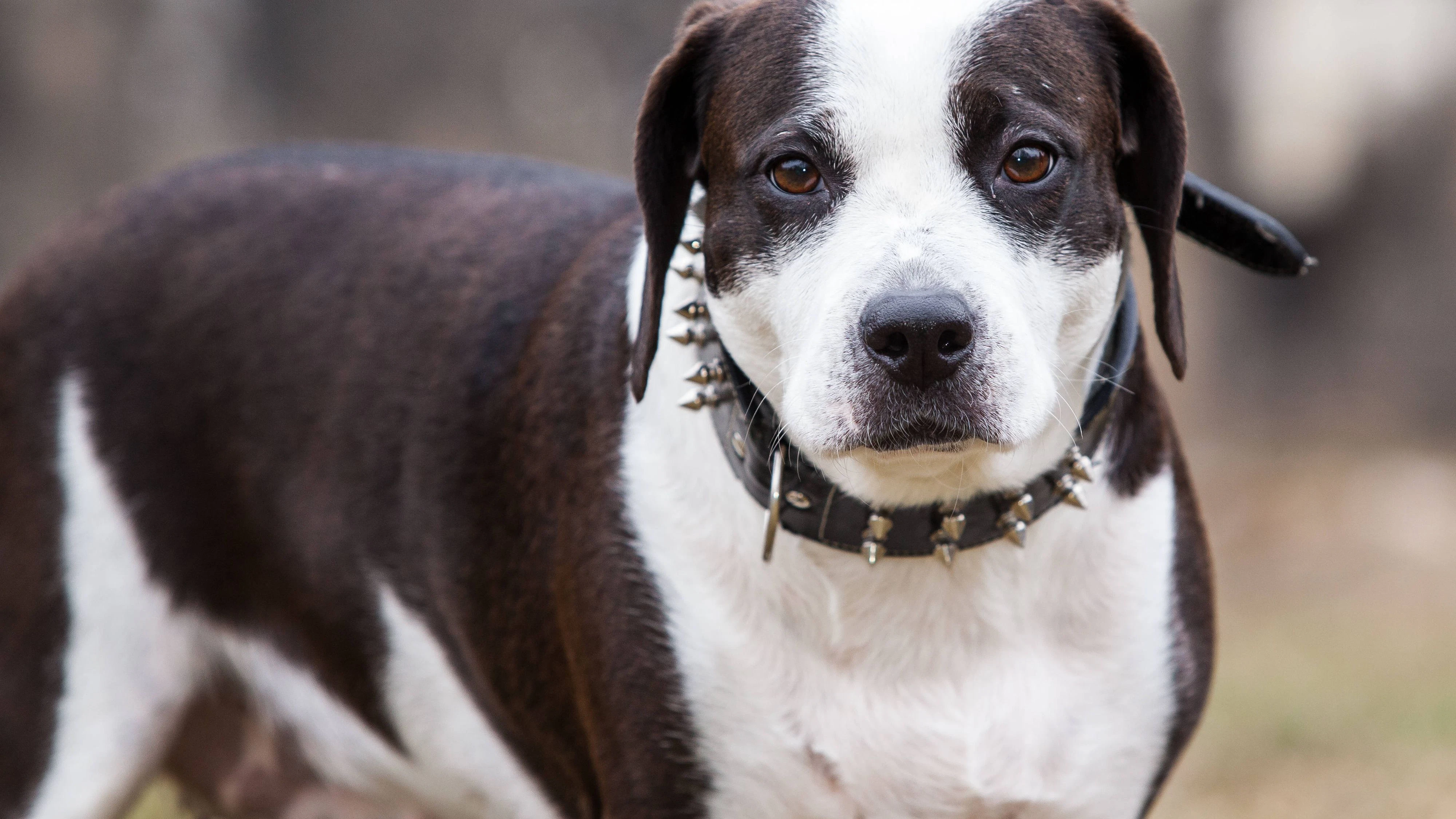 Hundeporträt Dog portrait Copyright: imageBROKER/DanielxKühne ibliqx08473394.jpg Bitte beachten Sie die gesetzlichen Bestimmungen des deutschen Urheberrechtes hinsichtlich der Namensnennung des Fotografen im direkten Umfeld der Veröffentlichung