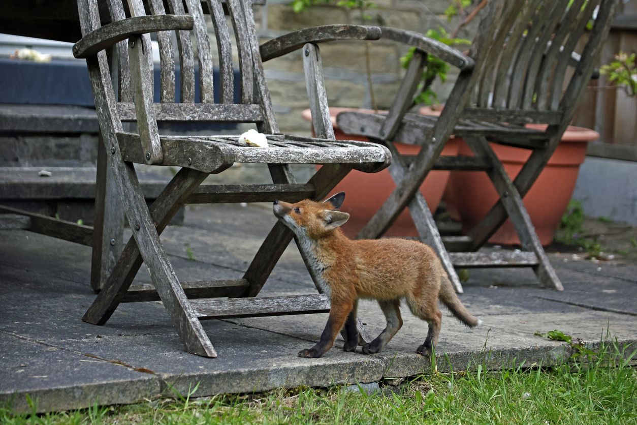Ein junger Fuchs der neugierig einen Garten untersucht, ist keine Seltenheit in urbanen Gebieten. 