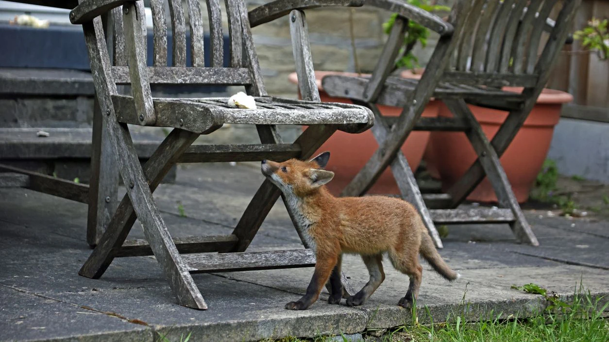 Heute.at - Forscher neugierig: Wird der Fuchs zum neuen Hund?