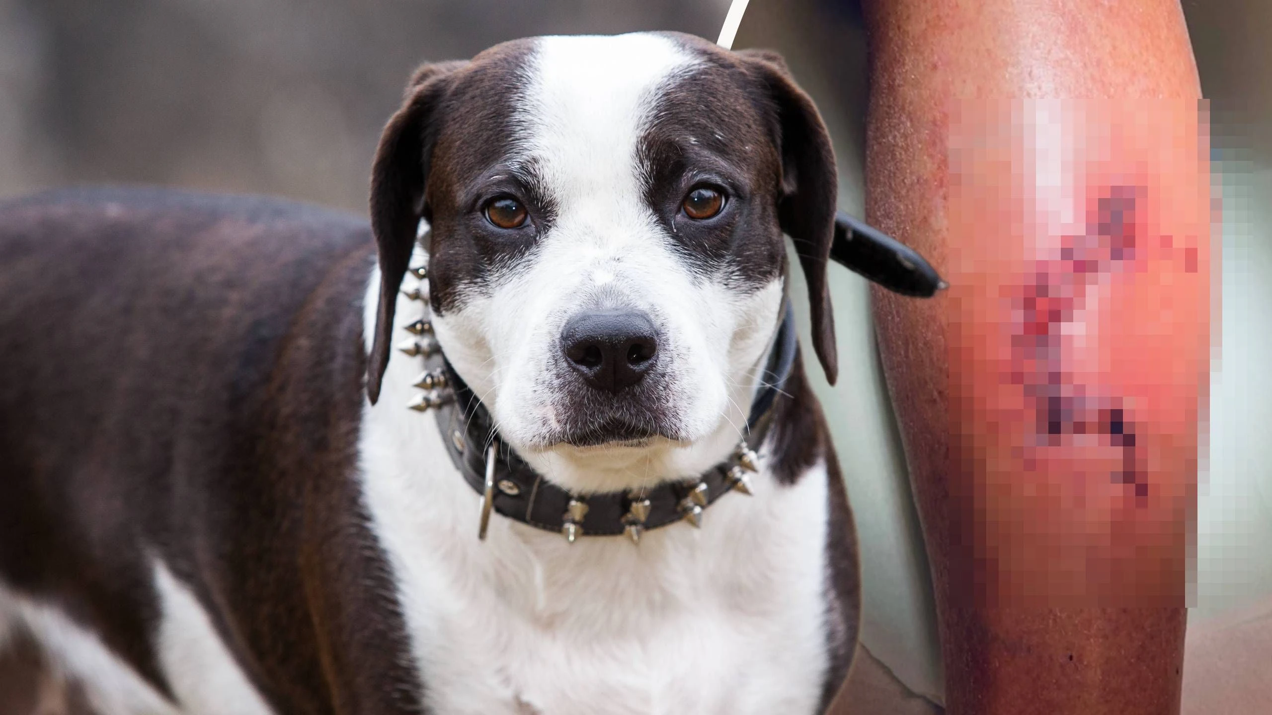 Heute.at - Bullterrier zerfetzt Kärntner Pensionist Arm und Bein