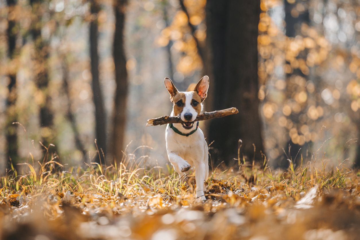 Heute.at - Hat dein Hund plötzlich einen Vogel? Daran liegt es