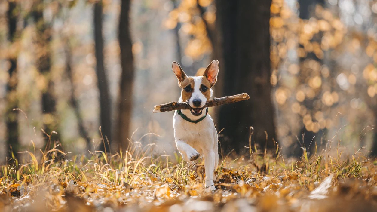 Wenn der heiße Sommer endlich vorbei ist, blühen Hunde richtig auf. 