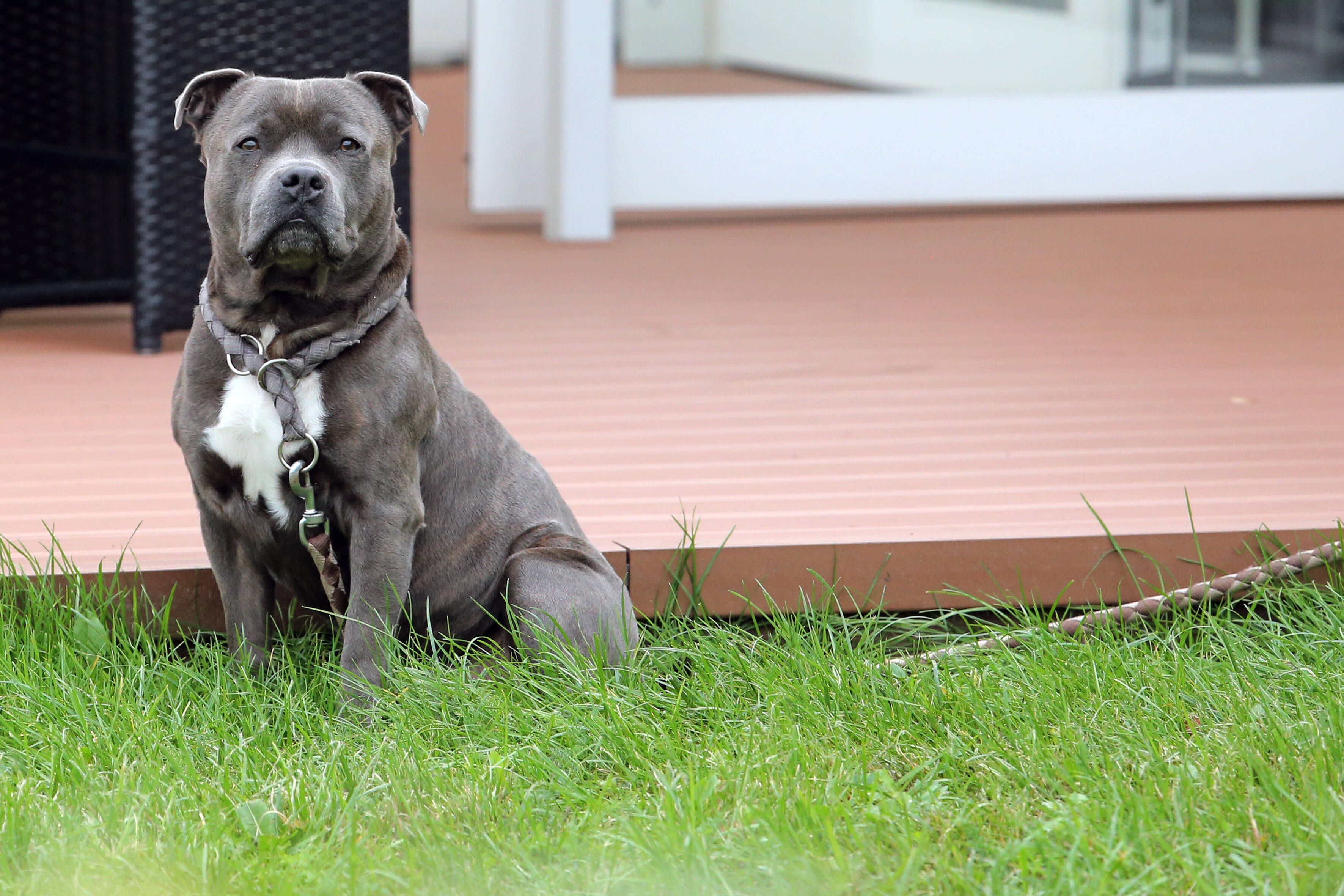 Der Mann wurde von einem Staffordshire Bullterrier attackiert und schwer verletzt.