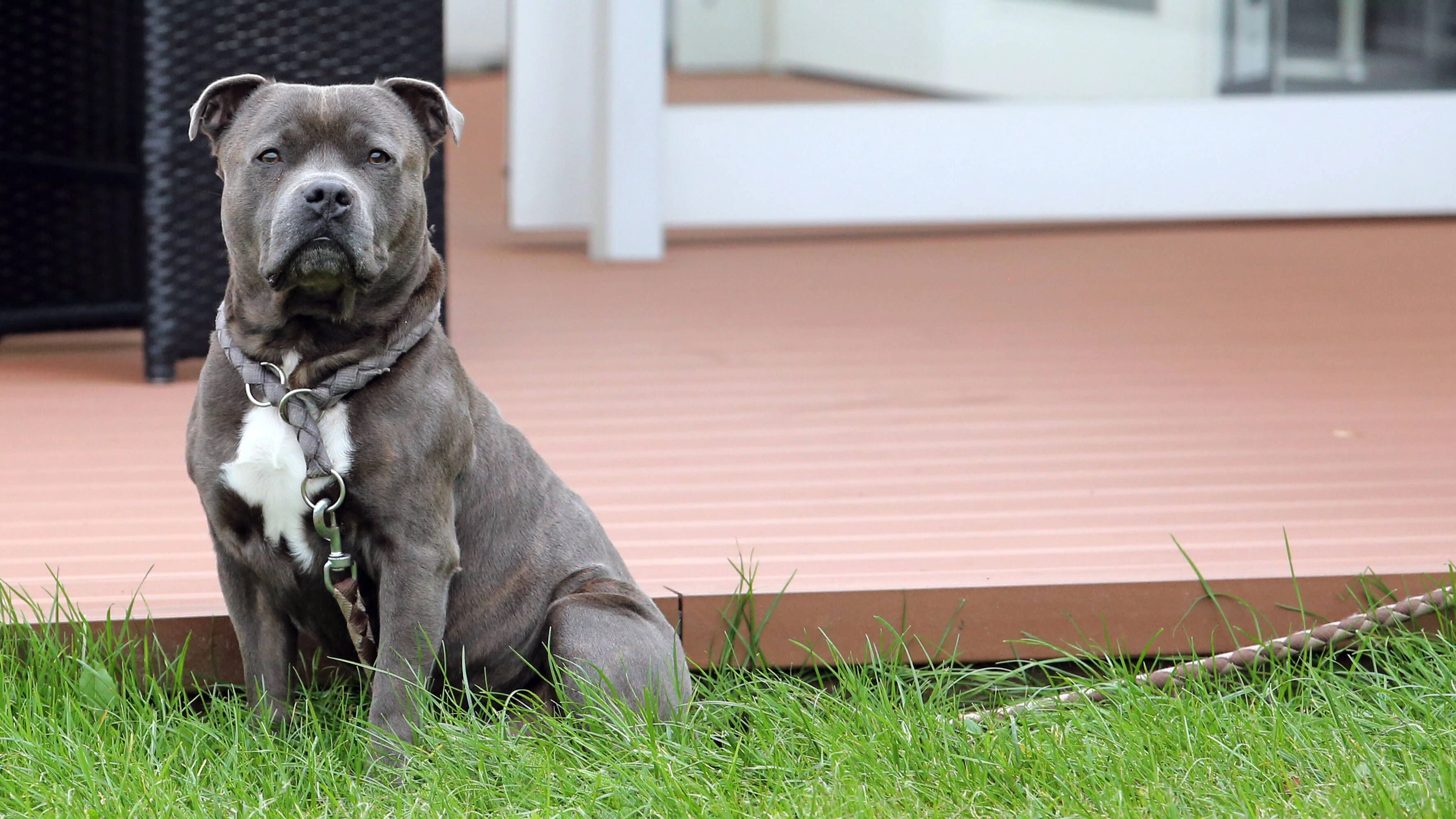 Heute.at - Bullterrier reißt Arzt ganzen Hautlappen heraus