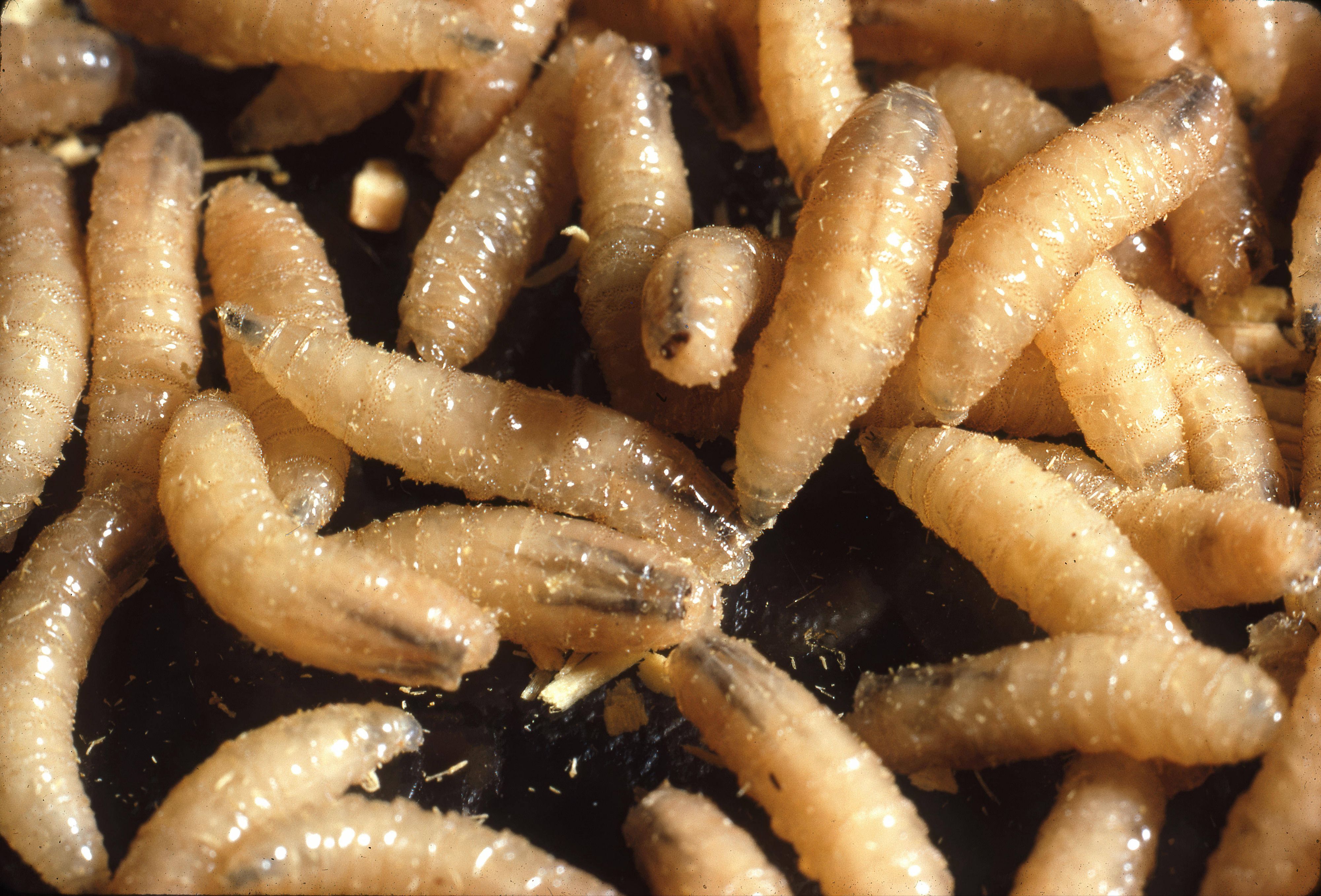 In Texas wurde nun der erste dokumentierte Fall einer Schraubenwurm-Infektion bei einem Pferd in den USA bestätigt.