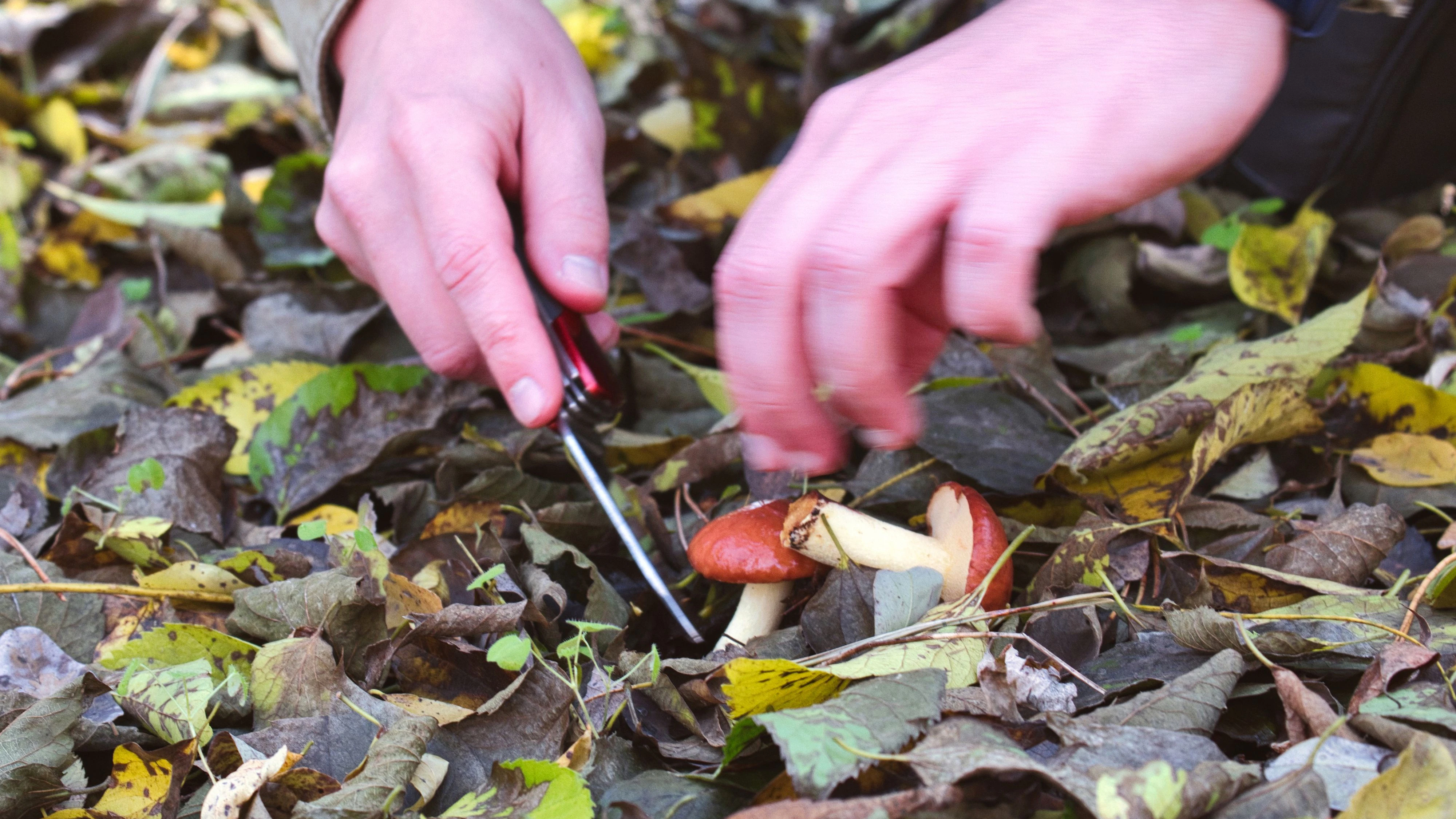 Mushrooming as a lifestyle hobby