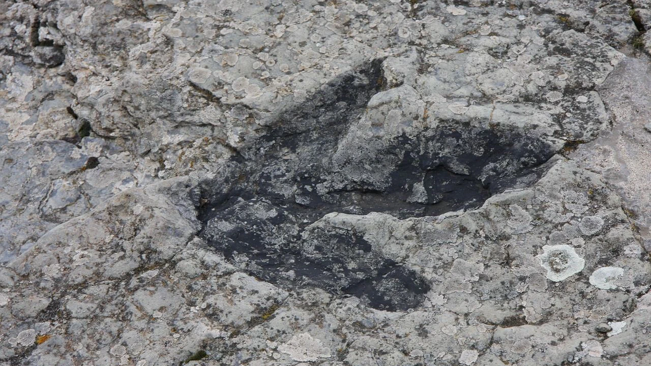 Heute.at - Dino-Sensation: 25-Meter-Riese in Europa